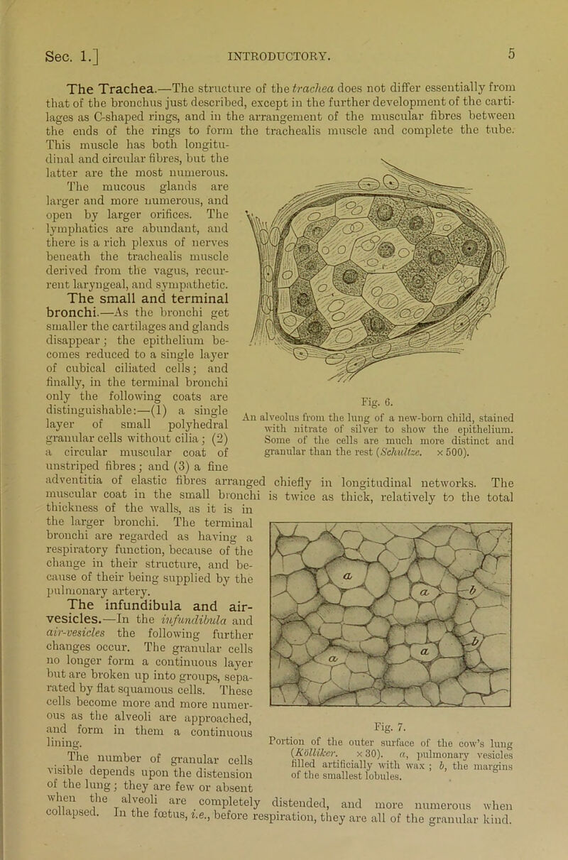 The Trachea.—The structure of the trachea does not differ essentially from that of the bronchus just described, except in the further development of the carti- lages as C-shaped rings, and in the arrangement of the muscular fibres between the ends of the rings to form the trachealis muscle and complete the tube. This muscle has both longitu- dinal and circular fibres, but the latter are the most numerous. The mucous glands are larger and more numerous, and open by larger orifices. The lymphatics are abundant, and there is a rich plexus of nerves beneath the trachealis muscle derived from the vagus, recur- rent laryngeal, and sympathetic. The small and terminal bronchi.—As the bronchi get smaller the cartilages and glands disappear; the epithelium be- comes reduced to a single layer of cubical ciliated cells; and finally, in the terminal bronchi only the following coats are Fig. 6. An alveolus from the lung of a new-born child, stained with nitrate of silver to show the epithelium. Some of the cells are much more distinct and granular than the rest (Schultsc. x 500). distinguishable:—(1) a single layer of small polyhedral granular cells without cilia; (2) a circular muscular coat of unstriped fibres; and (3) a fine adventitia of elastic fibres arranged chiefly in longitudinal networks. The muscular coat in the small bronchi is twice as thick, relatively to the total thickness of the Avails, as it is in the larger bronchi. The terminal bronchi are regarded as having a respiratory function, because of the change in their structure, and be- cause of their being supplied by the pulmonary artery. The infundibula and air- vesicles.—In the infundibula and air-vesicles the following further changes occur. The granular cells no longer form a continuous layer but are broken up into groups, sepa- rated by flat squamous cells. These cells become more and more numer- ous as the alveoli are approached, and form in them a continuous lining. The number of granular cells visible depends upon the distension of the lung; they are few or absent when the alveoli are completely Fig. 7. Portion of the outer surface of the ooav’s lung (Rolliker. x 30). a, pulmonary vesicles filled artificially with wax ; 6, the margins of the smallest lobules. distended, and more numerous Avhen collapsed. In the foetus, i.e., before respiration, they are all of the granular kind.