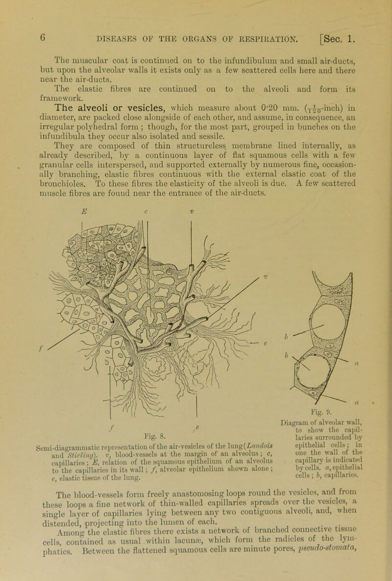 The muscular coat is continued on to the infundibulum and small air-ducts, but upon the alveolar walls it exists only as a few scattered cells here and there near the air-ducts. The elastic fibres are continued on to the alveoli aud form its framework. The alveoli or vesicles, which measure about 0'20 mm. (T-jhj-inch) in diameter, are packed close alongside of eacli other, and assume, in consequence, an irregular polyhedral form; though, for the most part, grouped in bunches on the infundibula they occur also isolated and sessile. They are composed of thin structureless, membrane lined internally, as already described, by a continuous layer of flat squamous cells with a few granular cells interspersed, and supported externally by numerous fine, occasion- ally branching, elastic fibres continuous with the external elastic coat of the bronchioles. To these fibres the elasticity of the alveoli is due. A few scattered muscle fibres are found near the entrance of the air-ducts. E e V / ,e Fig. 8. Semi-diagrammatic representation of the air-vesicles of the \m\g{ Lnndois and Stirling), v, blood-vessels at the margin of an alveolus; c, capillaries ; E, relation of the squamous epithelium of an alveolus to the capillaries in its wall; /, alveolar epithelium shown alone ; e, elastic tissue of the lung. laries surrounded by epithelial cells; in one the Avail of the capillary is indicated by cells, a, epithelial cells; b, capillaries. The blood-vessels form freely anastomosing loops round the vesicles, and from these loops a fine network of thin-walled capillaries spreads over the vesicles, a single layer of capillaries lying between any two contiguous alveoli, and, hen distended, projecting into the lumen of each. Among the elastic fibres there exists a network of branched connective tissue cells, contained as usual within lacunae, which form the radicles of the lym- phatics. Between the flattened squamous cells are minute pores, pseudo-stomata,