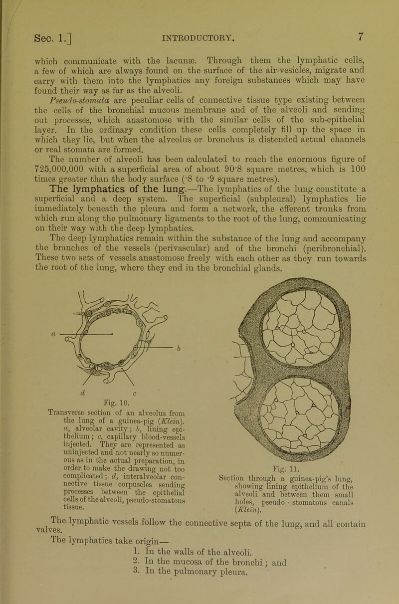 which communicate with the lacunae. Through them the lymphatic cells, a few of which are always found on the surface of the air-vesicles, migrate and carry with them into the lymphatics any foreign substances which may have found their way as far as the alveoli. Pseudo-stomata are peculiar cells of connective tissue type existing between the cells of the bronchial mucous membrane and of the alveoli and sending out processes, which anastomose with the similar cells of the sub-epithelial layer. In the ordinary condition these cells completely fill up the space in which they' lie, but when the alveolus or bronchus is distended actual channels or real stomata are formed. The number of alveoli has been calculated to reach the enormous figure of 725,000,000 with a superficial area of about 90'8 square metres, which is 100 times greater than the body surface ('8 to -9 square metres). The lymphatics of the lung.—The lymphatics of the lung constitute a superficial and a deep system. The superficial (subpleural) lymphatics lie immediately beneath the pleura and form a network, the efferent trunks from which run along the pulmonary ligaments to the root of the lung, communicating on their way with the deep lymphatics. The deep lymphatics remain within the substance of the lung and accompany the branches of the vessels (perivascular) and of the bronchi (peribronchial). These two sets of vessels anastomose freely with each other as they run towards the root of the lung, where they end in the bronchial glands. Transverse section of an alveolus from the lung of a guinea-pig {Klein), a, alveolar cavity ; b, lining epi- thelium ; c, capillary blood-vessels injected. They are represented as uninjected and not nearly so numer- ous as in the actual preparation, in order to make the drawing not too complicated; cl, interalveolar con- nective tissue corpuscles sending processes between the epithelial cells of the alveoli, pseudo-stomatous tissue. Fig. 11. Section through a guinea-pig’s lung, showing lining epithelium of the alveoli and between them small holes, pseudo - stomatous canals {Klein). The lymphatic vessels follow the connective septa of the lung, and all contain valves. The lymphatics take origin— 1. In the walls of the alveoli. 2. In the mucosa of the bronchi; and 3. In the pulmonary pleura.