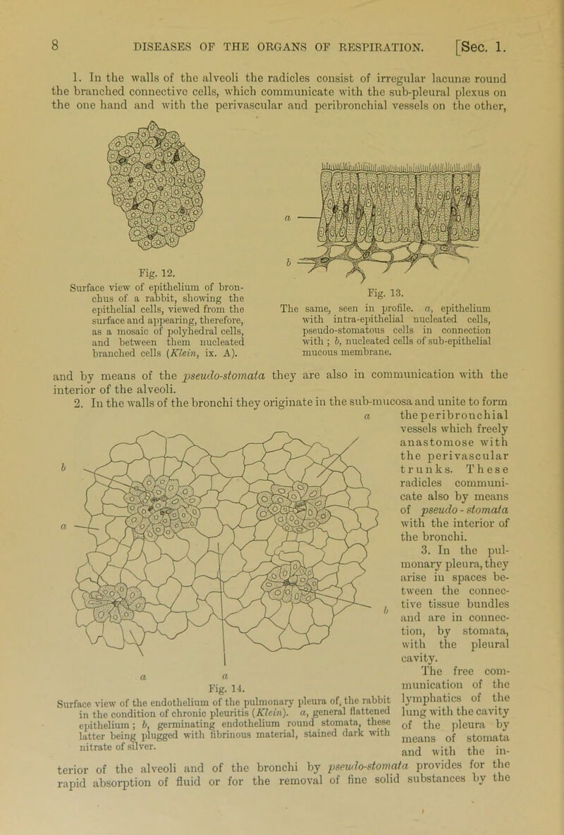 1. In the walls of the alveoli the radicles consist of irregular lacunae round the branched connective cells, which communicate with the sub-pleural plexus on the one hand and with the perivascular and peribronchial vessels on the other, Fig. 12. Surface view of epithelium of bron- chus of a rabbit, showing the epithelial cells, viewed from the surface and appearing, therefore, as a mosaic of polyhedral cells, and between them nucleated branched cells (Klein, ix. A). The same, seen in profile, a, epithelium with intra-epitlielial nucleated cells, pseudo-stomatous cells in connection with ; b, nucleated cells of sub-epithelial mucous membrane. and by means of the p>seudo-stomata they are also in communication with the interior of the alveoli. 2. In the walls of the bronchi they originate in the sub-mucosa and unite to form a the peribronchial vessels which freely anastomose with the perivascular trun k s. These radicles communi- cate also by means of pseudo - stomata with the interior of the bronchi. 3. In the pul- monary pleura, they arise in spaces be- tween the connec- tive tissue bundles and are in connec- tion, by stomata, with the pleural cavity. The free com- munication of the lymphatics of the lung with the cavity of the pleura by means of stomata and with the in- Fig. 14. Surface view of the endothelium of the pulmonary pleura of, the rabbit in the condition of chronic pleuritis (Klein), a, general flattened epithelium; b, germinating endothelium round stomata, these latter being plugged with fibrinous material, stained dark with nitrate of silver. terior of the alveoli and of the bronchi by psewlo-stomata provides for the rapid absorption of fluid or for the removal of fine solid substances by the