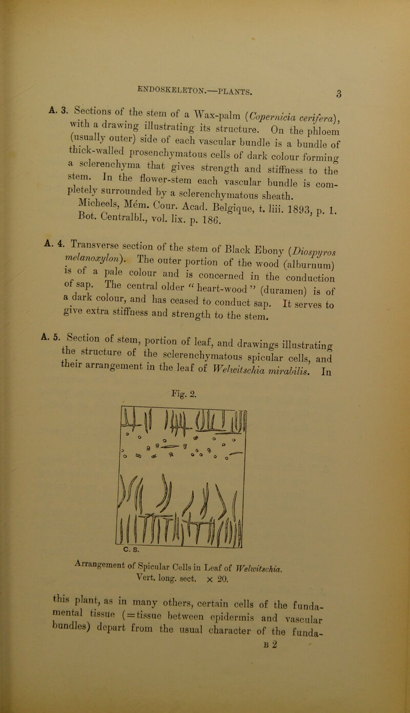 ENDOSKELETON.—PLANTS. A. 3. Sections of the stem of a Wax-palm [Copevnida cerifera), with a drawing illustrating its structure. On the phloem (usually outer) side of each vascular bundle is a bundle of thick-walled prosenchymatous cells of dark colour forminii a solerenchyma that gives strength and stiffness to the stem In the flower-stem each vascular bundle is com- pletely surrounded by a solerenchymatous sheath. icheels Mdm. Cour. Acad. Belgique, t. liii. 1893, p. 1. -Hot. Centralbl.^ vol. lix. p. 186. A. 4. Transverse section of the stem of Black Ebony (Diospyvos melanoxylon). The outer portion of the wood (alburnum) IS ot a pale colour and is concerned in the conduction of sap. The central older “ heart-wood ” (duramen) is of a dark colour and has ceased to conduct sap. It serves to give extra stiffness and strength to the stem. A. 5. Section of stem, portion of leaf, and drawings illustrating he structure of the sclerenchymatous spicular cells, and their arrangement in the leaf of WelwiUchia mixaUlk. In Fig. 2. Arrangement of Spicular Cells in Leaf of Wehoitsckia. Vert. long. sect, x 20. this plant, as in many others, certain cells of the funda- mental tissue ( = tissue between epidermis and vascular bundles) depart from the usual character of the funda- B 2