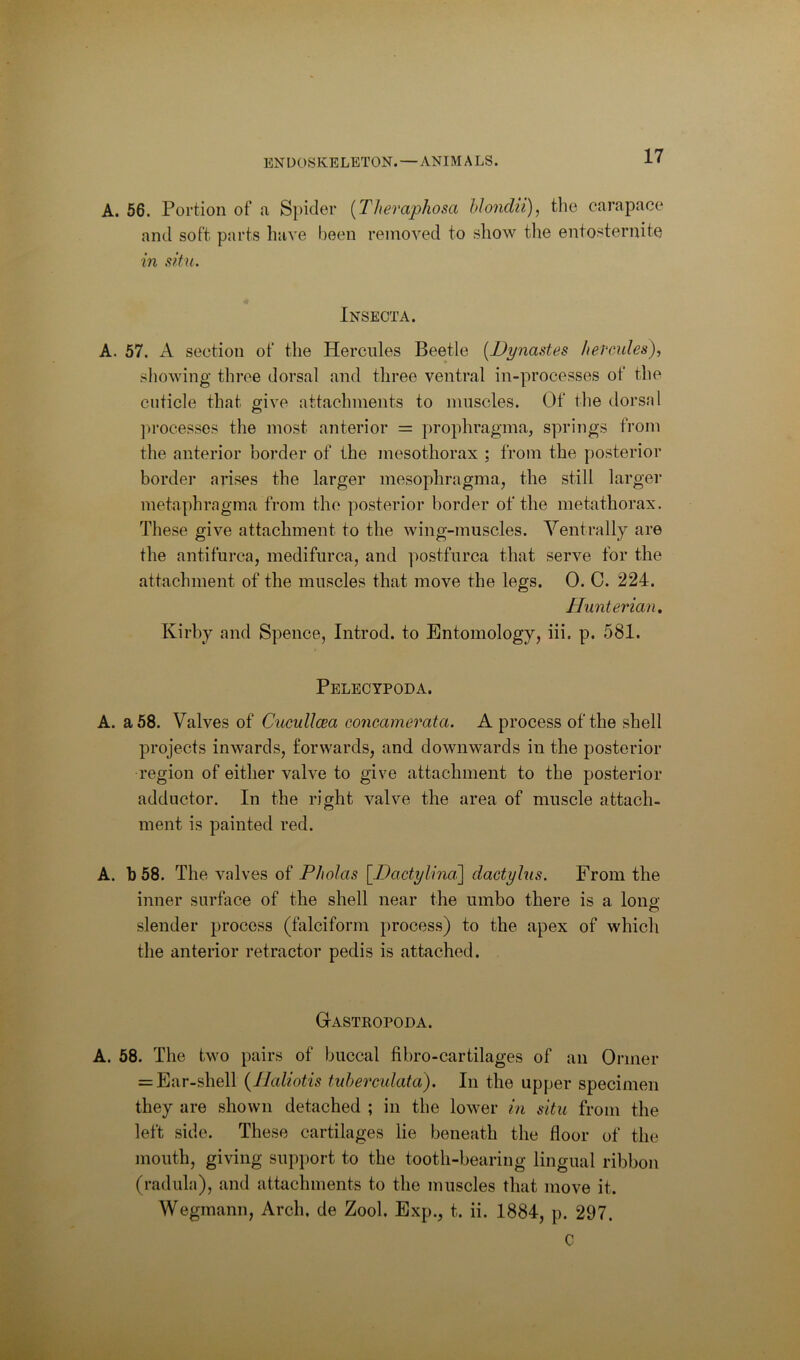 A. 56. Portion of a Spicier [Theraphosa hlondii), the carapace and soft parts have been removed to show tlie entosternite in situ. Inseota. A. 57. A section of the Hercules Beetle [Dynastes hevmles)., showing three dorsal and three ventral in-processes of the cuticle that give attachments to muscles. Of the dorsal ]u'ocesses the most anterior = prophragma, springs from the anterior border of the mesothorax ; from the posterior border arises the larger mesophragmaj the still larger metaphragma from the posterior border of the metathorax. These give attachment to the wing-muscles. Yentrally are the antifurca, medifurca, and postfurca that serve for the attachment of the muscles that move the legs. 0. C. 224. Hunterian, Kirby and Spence, Introd. to Entomology, iii. p. 581. Pelecypoda. A. a 58. Valves of Cucullcea concamerata. A process of the shell projects inwards, forwards, and downwards in the posterior region of either valve to give attachment to the posterior adductor. In the right valve the area of muscle attach- ment is painted red. A. b 58. The valves of Pholas \Dactylind\ dactylus. From the inner surface of the shell near the umbo there is a long slender process (falciform process) to the apex of which the anterior retractor pedis is attached. Gastropoda. A. 58. The two pairs of buccal fibro-cartilages of an Ormer = Ear-shell (Ilaliotis tuhercidata). In the upper specimen they are shown detached ; in the lower in situ from the left side. These cartilages lie beneath the floor of the mouth, giving support to the tooth-bearing lingual ribbon (radula), and attachments to the muscles that move it. Wegmann, Arch, de Zool. Exp., t. ii. 1884, p. 297. C