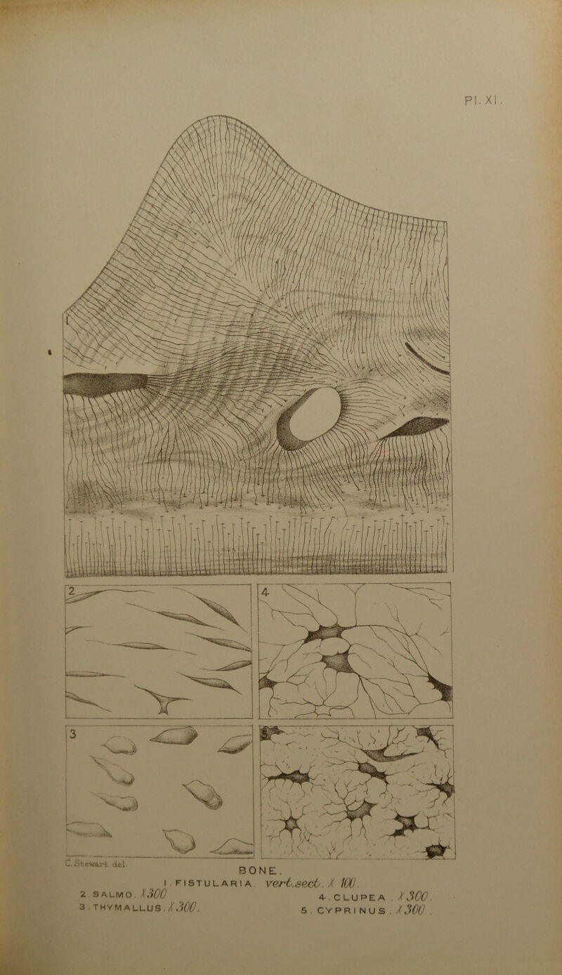 C.Steivaxt del. BONE. i .FisTULARiA vGrl.sect. / 100. 2 S A LM O , /If ,W0 A.CLUPEA . )( 300 . 3 . THYM ALUUS. / 300. 5 . CY PR I N U S . 3300 .