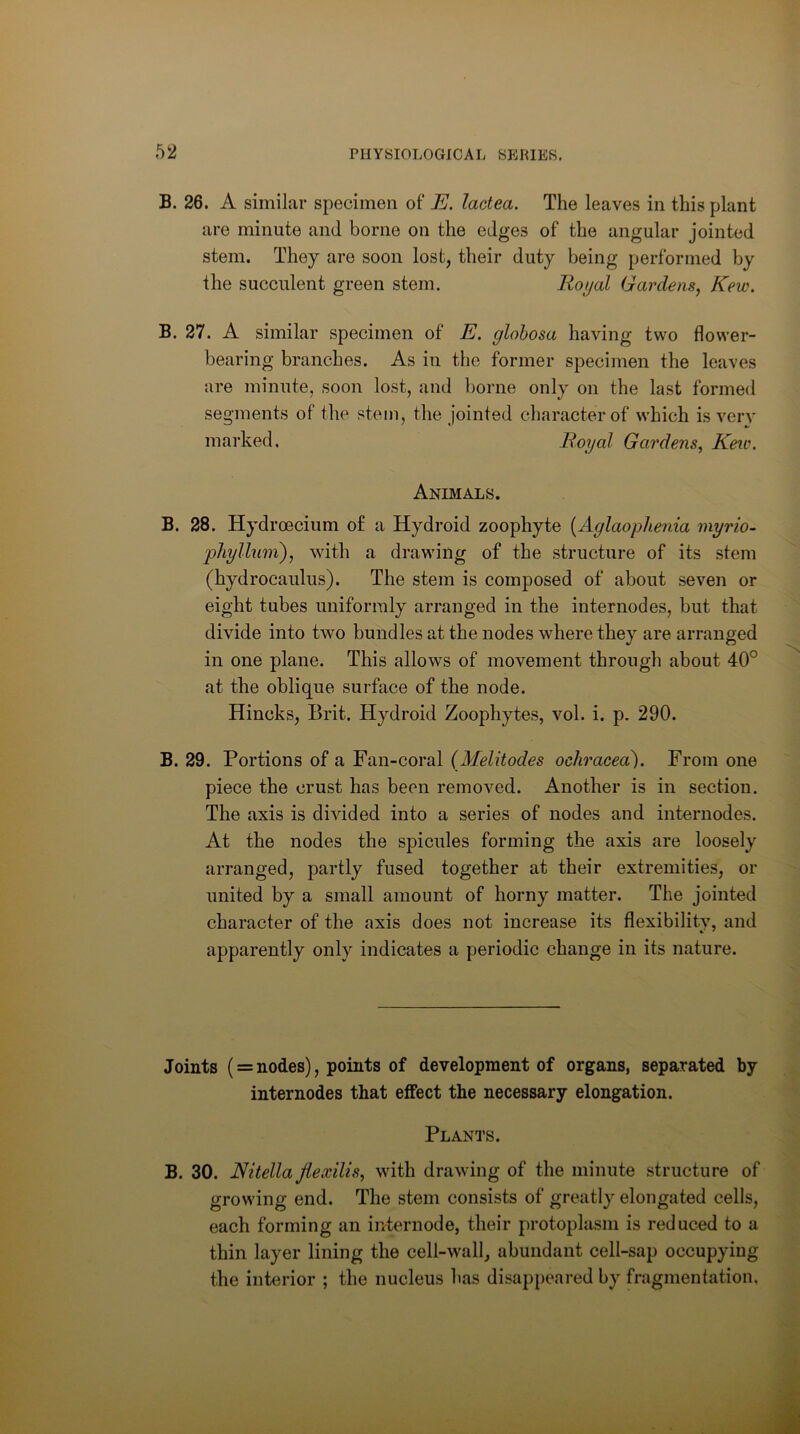 B. 26. A similar specimen of* E. lactea. The leaves in this plant are minute and borne on the edges of the angular jointed stem. They are soon lost, their duty being performed by the succulent green stem. Royal Gardens, Kew. B. 27. A similar specimen of E. glohosa having two flower- bearing branches. As in the former specimen the leaves are minute, soon lost, and borne only on the last formed segments of the stem, the jointed character of which is very marked. Royal Gardens, Kew. Animals. B. 28. Hydroecium of a Hydroid zoophyte {Aglaoplienia myrio- phyllum), with a drawing of the structure of its stem (hydrocaulus). The stem is composed of about seven or eight tubes uniformly arranged in the internodes, but that divide into two bundles at the nodes where they are arranged in one plane. This allows of movement through about 40° at the oblique surface of the node. Hincks, Brit. Hydroid Zoophytes, vol. i. p. 290. B. 29. Portions of a Fan-coral (Melitodes ochracea). From one piece the crust has been removed. Another is in section. The axis is divided into a series of nodes and internodes. At the nodes the spicules forming the axis are loosely arranged, partly fused together at their extremities, or united by a small amount of horny matter. The jointed character of the axis does not increase its flexibilitv, and apparently only indicates a periodic change in its nature. Joints ( = nodes), points of development of organs, separated by internodes that effect the necessary elongation. Plants. B. 30. Nitella fiexilis, with drawing of the minute structure of growing end. The stem consists of greatly elongated cells, each forming an internode, their protoplasm is reduced to a thin layer lining the cell-wall, abundant cell-sap occupying the interior ; the nucleus has disappeared by fragmentation.