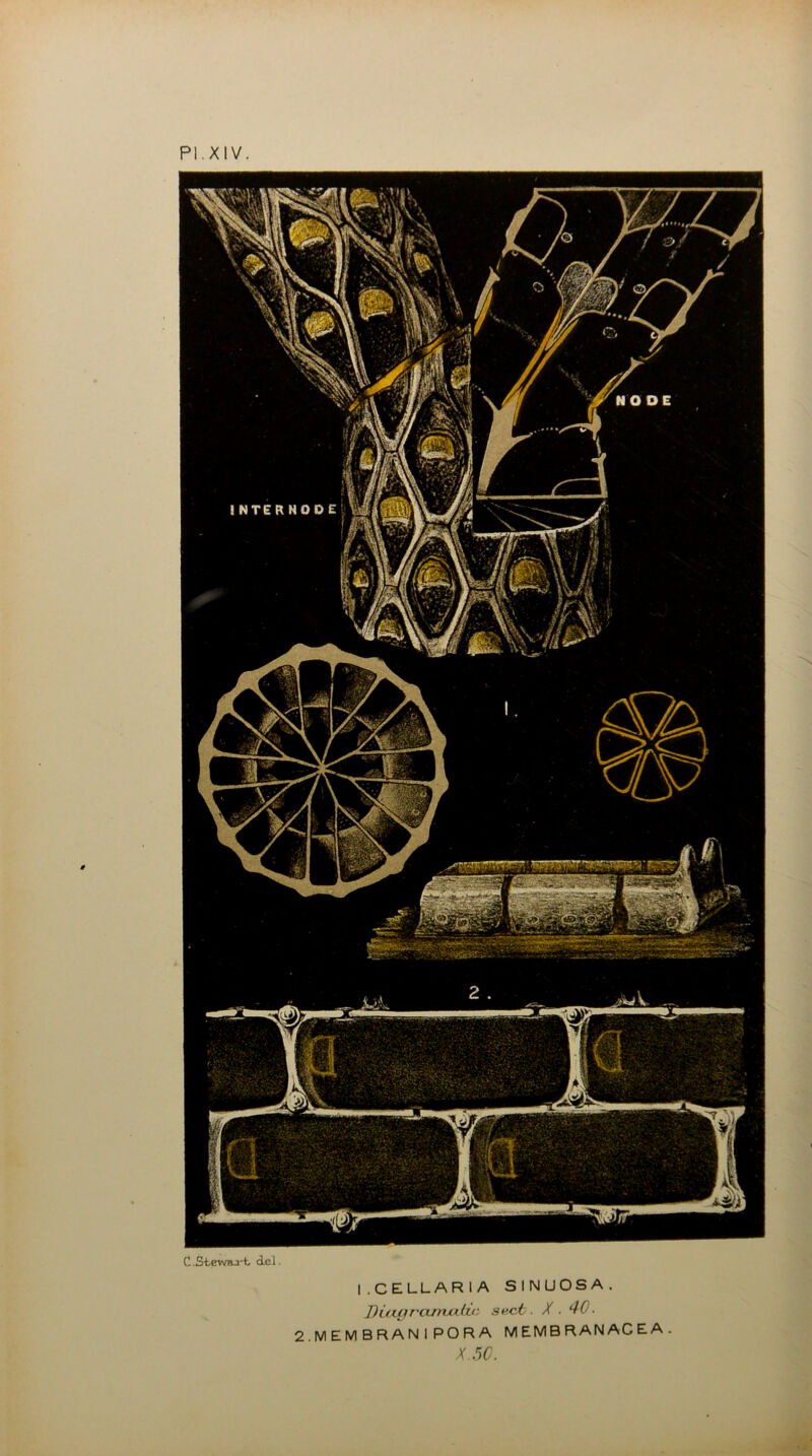 PI.XIV. C.Stewaa-t del. l.CELLARIA SINUOSA. Difi(jrci/nxi(v, sect. X 40- 2.MEMBRAN1PORA MEMB RAN AC E A . xr-iC.