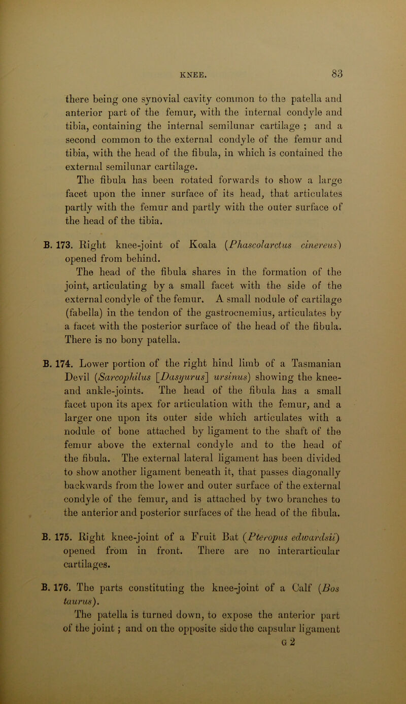 there being one synovial cavity common to the patella and anterior part of the femur, with the internal condyle and tibia, containing the internal semilunar cartilage ; and a second common to the external condyle of the femur and tibia, with the head of the fibula, in which is contained the external semilunar cartilage. The fibula has been rotated forwards to show a large facet upon the inner surface of its head, that articulates partly with the femur and partly with the outer surface of the head of the tibia. B. 173. Right knee-joint of Koala [FhascoJarctus cinereus^ opened from behind. The head of the fibula shares in the formation of the joint, articulating by a small facet with the side of the external condyle of the femur. A small nodule of cartilage (fabella) in the tendon of the gastrocnemius, articulates by a facet with the posterior surface of the head of the fibula. There is no bony patella. B. 174. Lower portion of the right hind limb of a Tasmanian Devil (Sarcopliilus \_Dasijurus^ ursinus) showdng the knee- and ankle-joints. The head of the fibula has a small facet upon its apex for articulation with the femur, and a larger one upon its outer side which articulates with a nodule of bone attached by ligament to the shaft of the femur above the external condyle and to the head of the fibula. The external lateral ligament has been divided to show another ligament beneath it, that passes diagonally backwards from the lower and outer surface of the external condyle of the femur, and is attached by two branches to the anterior and posterior surfaces of the head of the fibula. B. 175. Right knee-joint of a Fruit Bat (Fteropiis edwanUii) opened from in front. There are no interarticular cartilages. B. 176. The parts constituting the knee-joint of a Calf [Bos taunts). The patella is turned down, to expose the anterior part of the joint; and on the opposite side the capsular ligament G 2