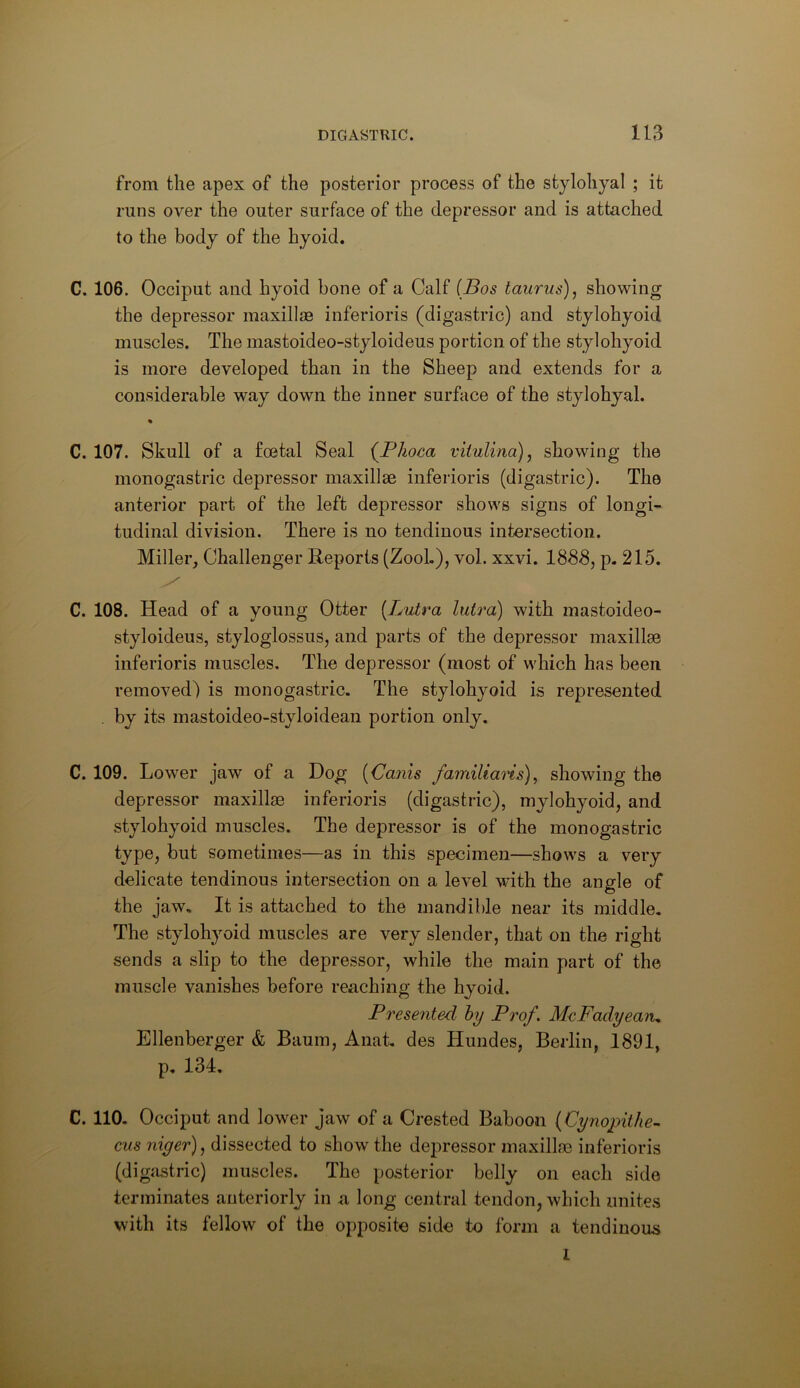from the apex of the posterior process of the stylohyal ; it runs over the outer surface of the depressor and is attached to the body of the hyoid. C. 106. Occiput and hyoid bone of a Calf (Bos taurus), showing the depressor maxillfB inferioris (digastric) and stylohyoid muscles. The mastoideo-styloideus portion of the stylohyoid is more developed than in the Sheep and extends for a considerable way down the inner surface of the stylohyal. C. 107. Skull of a foetal Seal {^Phoca viiulina), showing the monogastric depressor maxillae inferioris (digastric). The anterior part of the left depressor shows signs of longi- tudinal division. There is no tendinous intersection. Miller, Challenger Reports (Zook), vol. xxvi. 1888, p. 215. C. 108. Head of a young Otter [Lutra luto^a) with mastoideo- styloideus, styloglossus, and parts of the depressor maxillae inferioris muscles. The depressor (most of which has been removed) is monogastric. The stylohyoid is represented . by its mastoideo-styloidean portion only, C. 109. Lower jaw of a Dog {Canis familiaris), showing the depressor maxillae inferioris (digastric), mylohyoid, and stylohyoid muscles. The depressor is of the monogastric type, but sometimes—as in this specimen—shows a very delicate tendinous intersection on a level with the angle of the jaw. It is attiiched to the mandible near its middle. The stylohyoid muscles are very slender, that on the right sends a slip to the depressor, while the main part of the muscle vanishes before reaching the hyoid. Presented hy Prof. MeFadyeaiu Ellenberger & Baum, Anat, des Hundes, Berlin, 1891, p, 134, C. 110. Occiput and lower jaw of a Crested Baboon { Cynopithe- cus niger), dissected to show the depressor maxillae inferioris (digastric) muscles. The posterior belly on each side terminates anteriorly in a long central tendon, which unites with its fellow of the opposite side to form a tendinous I
