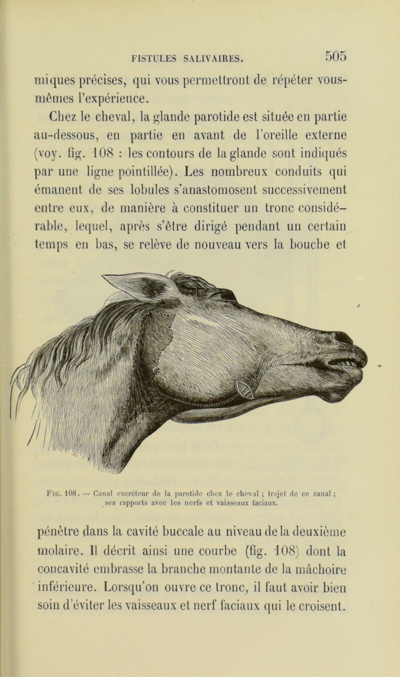 iniques précises, qui vous permettront de répéter vous- mêmes l’expérience. Chez le cheval, la glande parotide est située en partie au-dessous, en partie en avant de l’oreille externe (voy. fîg. 108 : les contours de la glande sont indiqués par une ligne pointillée). Les nombreux conduits qui émanent de ses lobules s’anastomosent successivement entre eux, de manière à constituer un tronc considé- rable, lequel, après s’être dirigé pendant un certain temps en bas, se relève de nouveau vers la bouche et Fig. 108. — Canal excréteur de la parotide chez le cheval ; trajet de ce canal ; ses rapports avec les nerfs et vaisseaux faciaux. pénètre dans la cavité buccale au niveau delà deuxième molaire. 11 décrit ainsi une courbe (fig. 108) dont la concavité embrasse la branche montante de la mâchoire inférieure. Lorsqu’on ouvre ce tronc, il faut avoir bien soin d éviter les vaisseaux et nerf faciaux qui le croisent.