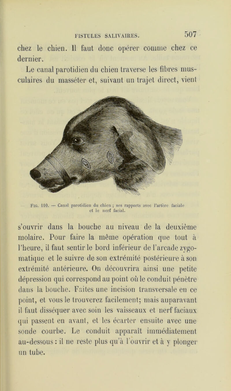 chez le chien. 11 faut donc opérer comme chez ce dernier. Le canal parotidien du chien traverse les fibres mus- culaires du masséter et, suivant un trajet direct, vient FlG. 110. — Canal parotidien du chien ; ses rapports avec l’artère faciale et le nerf facial. s’ouvrir dans la bouche au niveau de la deuxième molaire. Pour faire la même opération que tout à l’heure, il faut sentir le bord inférieur de l’arcade zygo- matique et le suivre de son extrémité postérieure à son extrémité antérieure. On découvrira ainsi une petite dépression qui correspond au point où le conduit pénètre dans la bouche. Faites une incision transversale en ce point, et vous le trouverez facilement; mais auparavant il faut disséquer avec soin les vaisseaux et nerf faciaux qui passent en avant, et les écarter ensuite avec une sonde courbe. Le conduit apparaît immédiatement au-dessous : il ne reste plus qu’à l'ouvrir et à y plonger un tube.