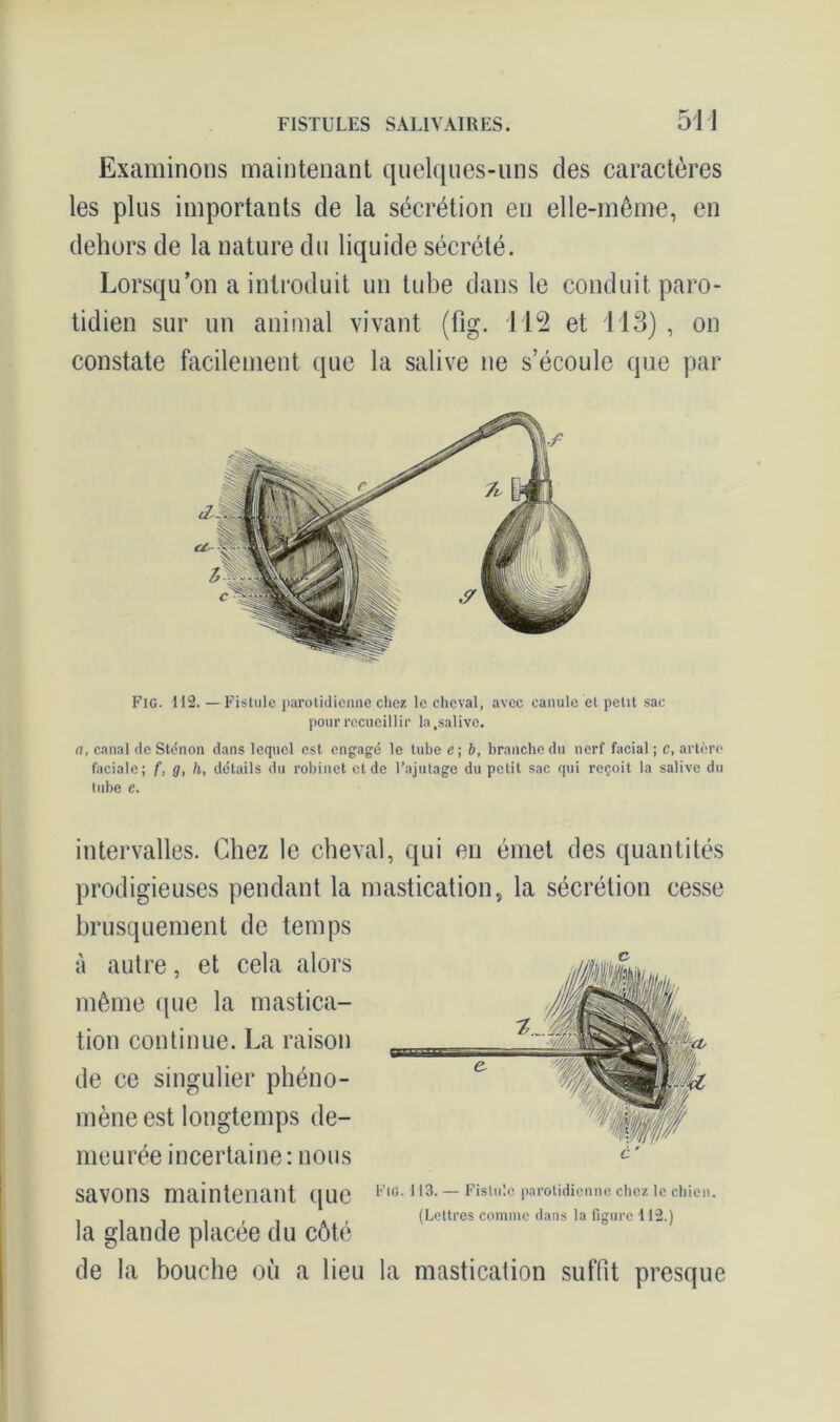 Examinons maintenant quelques-uns des caractères les plus importants de la sécrétion en elle-même, en dehors de la nature du liquide sécrété. Lorsqu’on a introduit un tube dans le conduit paro- tidien sur un animal vivant (fig. 112 et 113) , on constate facilement que la salive ne s’écoule que par Fig. 112. —Fistule parotidienne chez le cheval, avec canule et petit sac pour recueillir la .salive. n, canal de Sténon dans lequel est engagé le tube e ; b, branche du nerf facial ; c, artère faciale; f, g, h, détails du robinet et de l’ajutage du petit sac qui reçoit la salive du tube e. intervalles. Chez le cheval, qui en émet des quantités prodigieuses pendant la mastication, la sécrétion cesse brusquement de temps à autre, et cela alors même que la mastica- tion continue. La raison de ce singulier phéno- mène est longtemps de- meurée incertaine : nous savons maintenant que 113- ~ Fisl:c Parotidieiine chezic chien. (Lettres comme dans la figure 112.) la glande placée du cote de la bouche où a lieu la mastication suffit presque