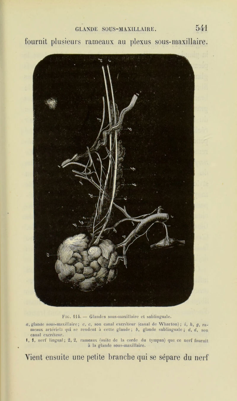 fournit plusieurs rameaux au plexus sous-maxillaire. Fig. 114. •— Glandes sous-maxillaire el sublinguale. rt, glande sous-maxillaire; c, c, son canal excréteur (canal de Wliarton) ; i, h, g, ra- meaux artériels qui se rendent à cette glande; b, glande sublinguale; d, d, son canal excréteur. i, 1, nerf lingual; 2,2, rameaux (suite de la corde du tympan) que ce nerf fournil à la glande sous-maxillaire. Vient ensuite une petite branche qui se sépare du nerf
