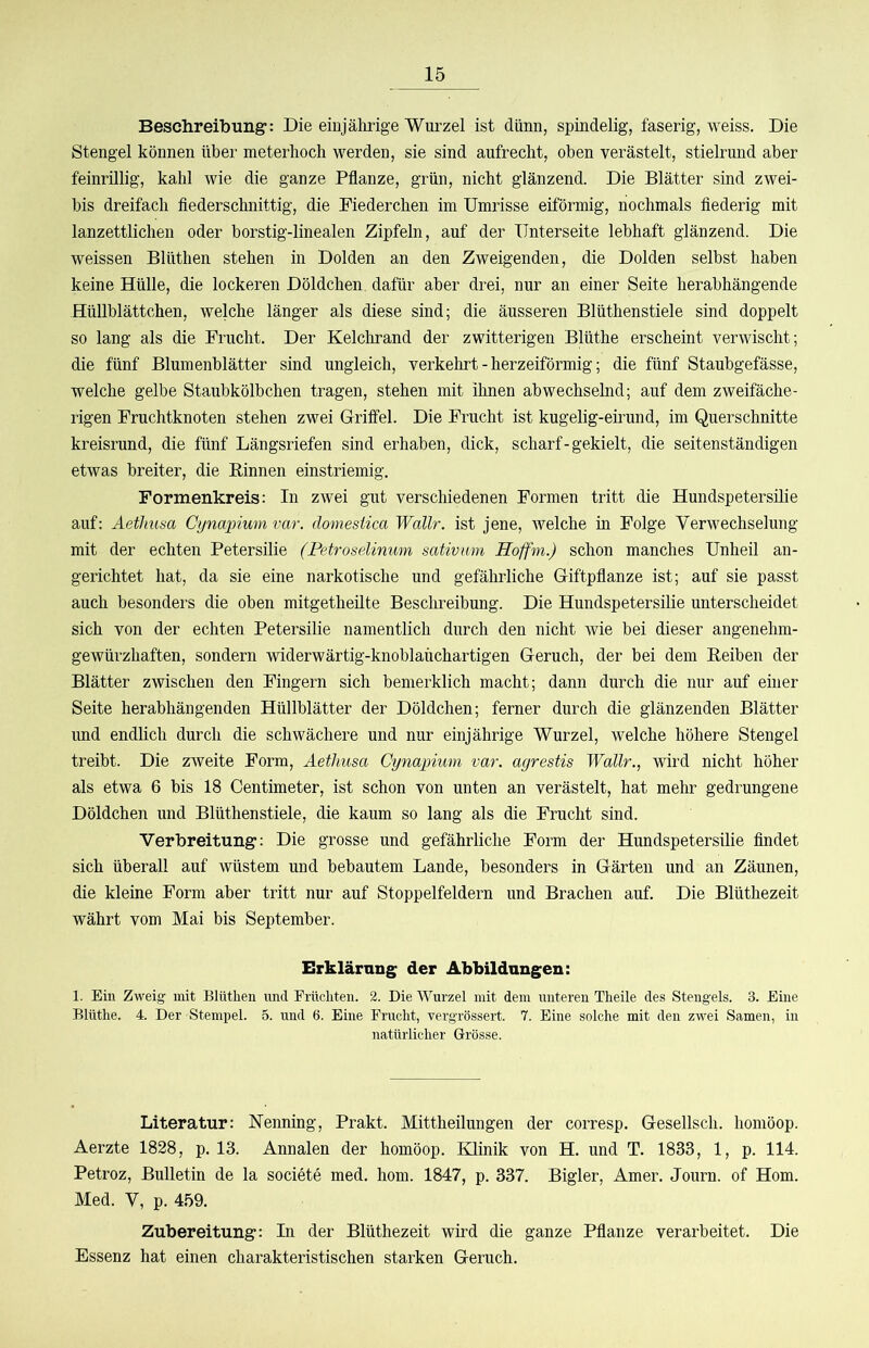 Beschreibung’: Die einjährige Wurzel ist dünn, spindelig, faserig, weiss. Die Stengel können über meterhoch werden, sie sind aufrecht, oben verästelt, stielrund aber feinrillig, kahl wie die ganze Pflanze, grün, nicht glänzend. Die Blätter sind zwei- bis dreifach flederschnittig, die Piederchen im Umrisse eiförmig, nochmals fiederig mit lanzettlichen oder borstig-linealen Zipfeln, auf der Unterseite lebhaft glänzend. Die weissen Blüthen stehen in Dolden an den Zweigenden, die Dolden selbst haben keine Hülle, die lockeren Döldchen. dafür aber drei, nur an einer Seite herabhängende Hüllblättchen, welche länger als diese sind; die äusseren Blüthenstiele sind doppelt so lang als die Frucht. Der Kelchrand der zwitterigen Blüthe erscheint verwischt; die fünf Blumenblätter sind ungleich, verkehrt - herzeiförmig; die fünf Staubgefässe, welche gelbe Staubkölbchen tragen, stehen mit ihnen abwechselnd; auf dem zweifäche- rigen Fruchtknoten stehen zwei Griffel. Die Frucht ist kugelig-eirund, im Querschnitte kreisrund, die fünf Längsriefen sind erhaben, dick, scharf-gekielt, die seitenständigen etwas breiter, die Binnen einstriemig. Formenkreis: In zwei gut verschiedenen Formen tritt die Hundspetersilie auf: Aetlmsa Cynapiwn var. domesiica Wallr. ist jene, welche in Folge Verwechselung mit der echten Petersilie (Petroselinwm sativum Hoffm.) schon manches Unheil an- gerichtet hat, da sie eine narkotische und gefährliche Giftpflanze ist; auf sie passt auch besonders die oben mitgetheüte Beschreibung. Die Hundspetersilie unterscheidet sich von der echten Petersilie namentlich durch den nicht wie bei dieser angenehm- gewürzhaften, sondern widerwärtig-knoblaüchartigen Geruch, der bei dem Eeiben der Blätter zwischen den Fingern sich bemerklich macht; dann durch die nur auf einer Seite herabhängenden Hüllblätter der Döldchen; ferner durch die glänzenden Blätter und endlich durch die schwächere und nur einjährige Wurzel, welche höhere Stengel treibt. Die zweite Form, Aetlmsa Cynapiwn var. agrestis Wallr., wird nicht höher als etwa 6 bis 18 Centimeter, ist schon von unten an verästelt, hat mehr gedrungene Döldchen und Blüthenstiele, die kaum so lang als die Frucht sind. Verbreitung’: Die grosse und gefährliche Form der Hundspetersilie findet sich überall auf wüstem und bebautem Lande, besonders in Gärten und an Zäunen, die kleine Form aber tritt nur auf Stoppelfeldern und Brachen auf. Die Blüthezeit währt vom Mai bis September. Erklärung; der Abbildungen: 1. Ein Zweig mit Blüthen und Früchten. 2. Die Wurzel mit dem unteren Theile des Stengels. 3. Eine Blüthe. 4. Der Stempel. 5. und 6. Eine Frucht, vergrössert. 7. Eine solche mit den zwei Samen, in natürlicher Grösse. Literatur: Nenning, Prakt. Mittheilungen der corresp. Gesellsch. homöop. Aerzte 1828, p. 13. Annalen der homöop. Klinik von H. und T. 1833, 1, p. 114. Petroz, Bulletin de la societe med. hom. 1847, p. 337. Bigler, Am er. Journ. of Hom. Med. V, p. 459. Zubereitung: In der Blüthezeit wird die ganze Pflanze verarbeitet. Die Essenz hat einen charakteristischen starken Geruch.