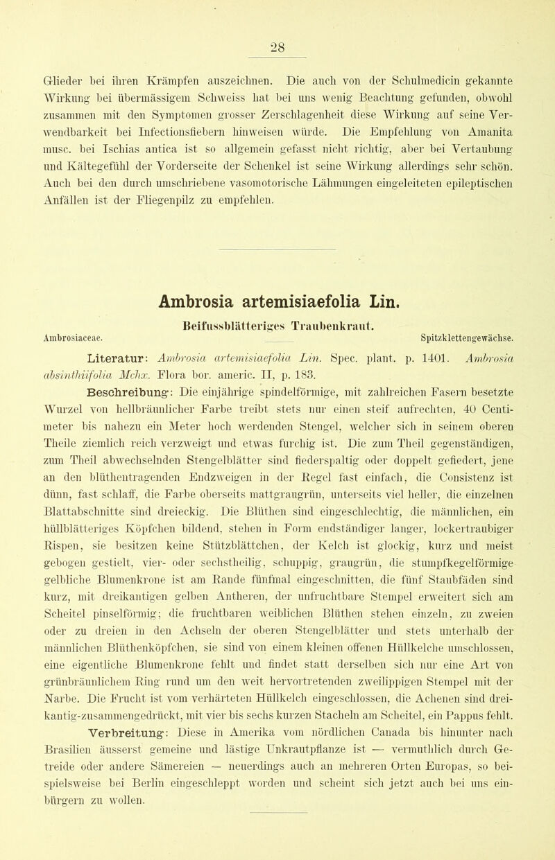 Glieder bei ihren Krämpfen auszeichnen. Die auch von der Schulinedicin gekannte Wirkung bei übermässigem Schweiss hat bei uns wenig Beachtung gefunden, obwohl zusammen mit den Symptomen grosser Zerschlagenheit diese Wirkung auf seine Ver- wendbarkeit bei Infectionsfiebern hinweisen würde. Die Empfehlung von Amanita musc. bei Ischias antica ist so allgemein gefasst nicht richtig, aber bei Vertaubung und Kältegefühl der Vorderseite der Schenkel ist seine Wirkung allerdings sehr schön. Auch bei den durch umschriebene vasomotorische Lähmungen eingeleiteten epileptischen Anfällen ist der Fliegenpilz zu empfehlen. Ambrosia artemisiaefolia Lin. Beifussblätteiiges Tiaiibenkraut. Ambrosiaceae. Spitzklettengewäcbse. Literatur: Ambrosia artemisiaefolia Lin. Spec. plant, p. 1401. Ambrosia absinthiifolia Mchx. Flora bor. americ. II, p. 183. Beschreibung: Die einjährige spindelförmige, mit zahlreichen Faseim besetzte Wurzel von hellbräunlicher Farbe treibt stets nur einen steif aufrechten, 40 Centi- meter bis nahezu ein Meter hoch werdenden Stengel, welcher sich in seinem oberen Theile ziemlich reich verzweigt und etwas furchig ist. Die zum Theil gegenständigen, zum Theil abwechselnden Stengelblätter sind fiederspaltig oder doppelt gefiedert, jene an den blüthentragenden Endzweigen in der Regel fast einfach, die Consistenz ist dünn, fast schlaff, die Farbe oberseits mattgraugrün, unterseits viel heller, die einzelnen Blattabschnitte sind dreieckig. Die Blüthen sind eingeschlechtig, die männlichen, ein hüllblätteriges Köpfchen bildend, stehen in Form endständiger langer, lockertraubiger Rispen, sie besitzen keine Stützblättchen, der Kelch ist glockig, kurz und meist gebogen gestielt, vier- oder sechstheilig, schuppig, graugrün, die stumpfkegelförmige gelbliche Blumenkroue ist am Rande fünfmal eingeschnitten, die fünf Staubfäden sind kurz, mit dreikantigen gelben Antheren, der unfruchtbare Stempel erweitert sich am Scheitel pinselförmig; die fruchtbaren weiblichen Blüthen stehen einzeln, zu zweien oder zu dreien in den Achseln der oberen Stengelblätter und stets unterhalb der männlichen Blüthenköpfchen, sie sind von einem kleinen offenen Hüllkelche umschlossen, eine eigentliche Blumenkrone fehlt und findet statt derselben sich nur eine Art von grünbräunlichem Ring rund um den weit hervortretenden zweilippigen Stempel mit der Narbe. Die Frucht ist vom verhärteten Hüllkelch eingeschlossen, die Achenen sind drei- kantig-zusammengedrückt, mit vier bis sechs kurzen Stacheln am Scheitel, ein Pappus fehlt. Verbreitung': Diese in Amerika vom nördlichen Canada bis hinunter nach Brasilien äusserst gemeine und lästige Unkrautpflanze ist — vermuthlich durch Ge- treide oder andere Sämereien — neuerdings auch an mehreren Orten Europas, so bei- spielsweise bei Berlin eingeschleppt worden und scheint sich jetzt auch bei uns ein- bürgern zu wollen.