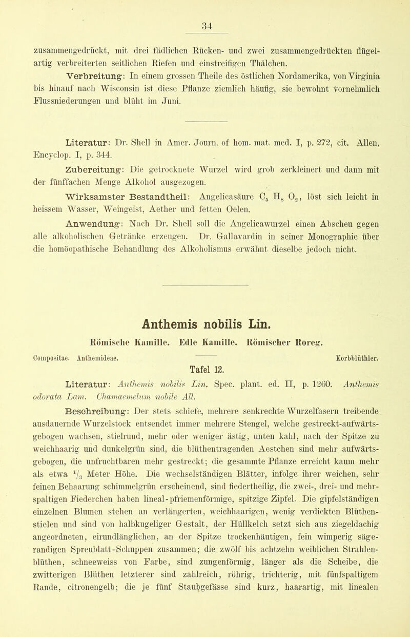 zusammengedrückt, mit drei fädlichen Eücken- und zwei zusammengedrückten flügel- artig verbreiterten seitlichen Eiefen und einstreifigen Tliälchen. Verbreitung: In einem grossen Th eile des östlichen Nordamerika, von Virginia bis hinauf nach Wisconsin ist diese Pflanze ziemlich häufig, sie bewohnt Vornehmlich Flussniederungen und blüht im Juni. Literatur: Dr. Shell in Amer. Journ. of hom. mat. med. I, p. 272, cit. Allen, Encyclop. I, p. 344. Zubereitung: Die getrocknete Wurzel wird grob zerkleinert und dann mit der fünffachen Menge Alkohol ausgezogen. Wirksamster Bestandtbeil: Angelicasäure C5 Hg 0^, löst sich leicht in heissem Wasser, Weingeist, Aether und fetten Oelen. Anwendung: Nach Dr. Shell soll die Angelicawurzel einen Abscheu gegen alle alkoholischen Getränke erzeugen. Dr. Gallavardin in seiner Monographie über die homöopathische Behandlung des Alkoholismus erwähnt dieselbe jedoch nicht. Anthemis nobilis Lin. Römische Kamille. Edle Kamille. Römischer Roreg. Coinpositae. Änthemideae. KorbblütMer. Tafel 12. Literatur: Anthemis noUlis Lin. Spec. plant, ed. II, p. 1260. Anthemis odorata Lam. Chamaemelum nobile All. Beschreibung: Der stets schiefe, mehrere senkrechte Wurzelfasern treibende ausdauernde Wurzelstock entsendet immer mehrere Stengel, welche gestreckt-aufwärts- gebogen wachsen, stielrund, mehr oder weniger ästig, unten kahl, nach der Spitze zu weichhaarig und dunkelgrün sind, die blüthentragenden Aestchen sind mehr aufwärts- gebogen, die unfruchtbaren mehr gestreckt; die gesammte Pflanze erreicht kaum mehr als etwa ^/g Meter Höhe. Die wechselständigen Blätter, infolge ihrer weichen, sehr feinen Behaarung schimmelgrün erscheinend, sind fiedertheilig, die zwei-, drei- und mehr- spaltigen Fiederchen haben lineal-pfriemenförmige, spitzige Zipfel. Die gipfelständigen einzelnen Blumen stehen an verlängerten, weichhaarigen, wenig verdickten Blüthen- stielen und sind von halbkugeliger Gestalt, der Hüllkelch setzt sich aus ziegeldachig angeordneten, eirundlänglichen, an der Spitze trockenhäutigen, fein wimperig säge- randigen Spreublatt-Schuppen zusammen; die zwölf bis achtzehn weiblichen Strahlen- blüthen, schneeweiss von Farbe, sind zungenförmig, länger als die Scheibe, die zwitterigen Blüthen letzterer sind zahlreich, röhrig, trichterig, mit fünfspaltigem Rande, citronengelb; die je fünf Staubgefässe sind kurz, haarartig, mit linealen