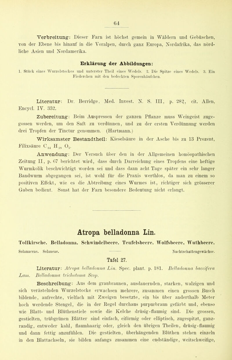 Verbreitung: Dieser Farn ist höchst gemein in Wäldern und Grebüschen, von der Ebene bis hinauf in die Voralpen, durch ganz Europa, ÜSTordafrika, das nörd- liche Asien und ^Nordamerika. Erklärung der Abbildungen: 1. Stück eines Wnrzelstockes \ind unterster Theil eines Wedels. 2. Die Spitze eines Wedels. 3. Ein Fiedercken mit den bedeckten Sporenbäufcben. Literatur: Dr. Berridge, Med. Invest. N. S. III, p. 282, cit. Allen, Encycl. IV. 332. Zubereitung: Beim Auspressen der ganzen Pflanze muss Weingeist zuge- gossen werden, um den Saft zu verdünnen, und zu der ersten Verdünnung werden drei Tropfen der Tinctur genommen. (Hartmann.) Wirksamster Bestandtbeil: Kieselsäure in der Asche bis zu 13 Prozent, Filixsäure Hjg O5. Anwendung: Der Versuch über den in der Allgemeinen homöopatliischen Zeitung II, p. 67 berichtet wird, dass durch Darreichung eines Tropfens eine heftige Wurmkolik beschwichtigt worden sei und dass dann acht Tage später ein sehr langer Bandwurm abgegangen sei, ist wohl für die Praxis werthlos, da man zu einem so positiven Effekt, wie es die Abtreibung eines Wurmes ist, richtiger sich grösserer Gaben bedient. Sonst hat der Farn besondere Bedeutung nicht erlangt. Atropa belladonna Lin. Tollkirsclie. Belladonna. Schwindelbeere. Teufelsbeere. Wolfsbeere. Wnthbeere. Solanaceae. Solaneae. Nachtschattengewächse. Tafel 27. Literatur: Atropa belladonna Lin. Spec. plant, p. 181. Belladonna haccifera Lam. Belladonna trichotoma Scop. Beschreibung: Aus dem graubraunen, ausdauernden, starken, walzigen und sich verästelnden Wurzelstocke erwachsen mehrere, zusammen einen grossen Busch bildende, aufrechte, vielfach mit Zweigen besetzte, ein bis über anderthalb Meter hoch werdende Stengel, die in der Pegel durchaus purpurbraun gefärbt und, ebenso wie Blatt- und Blüthenstiele sowie die Kelche drüsig-flaumig sind. Die grossen, gestielten, trübgrünen Blätter sind einfach, eiförmig oder elliptisch, zugespitzt, ganz- randig, entweder kahl, flaumhaarig oder, gleich den übrigen Theüen, drüsig-flaumig und dann fettig anzufühlen. Die gestielten, überhängenden Blüthen stehen einzeln in den Blattachseln, sie bilden anfangs zusammen eine endständige, weitschweifige.