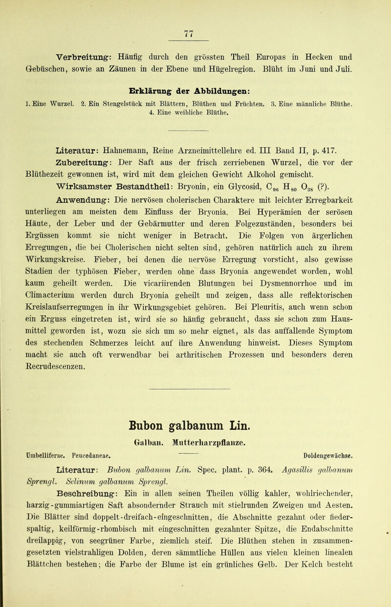 Verbreitung: Häufig durch den grössten Theil Europas in Hecken und Gebüschen, sowie an Zäunen in der Ebene und Hügelregion. Blüht im Juni und Juli. Erklärung der Abbildungen: 1. Eine Wurzel. 2. Ein Stengelstück mit Blättern, Blüthen und Früchten. 3. Eine männliche Blüthe. 4. Eine weibliche Blüthe. Literatur: Hahnemann, Beine Arzneimittellehre ed. III Band II, p. 417. Zubereitung: Der Saft aus der frisch zerriebenen Wurzel, die vor der Blüthezeit gewonnen ist, wird mit dem gleichen Gewicht Alkohol gemischt. Wirksamster Bestandtbeil: Bryonin, ein Glycosid, O^g Hgo Ogg (?). Anwendung: Die nervösen cholerischen Charaktere mit leichter Erregbarkeit unterliegen am meisten dem Einfiuss der Bryonia. Bei Hyperämien der serösen Häute, der Leber und der Gebärmutter und deren Eolgezuständen, besonders bei Ergüssen kommt sie nicht weniger in Betracht. Die Folgen von ärgerlichen Erregungen, die bei Cholerischen nicht selten sind, gehören natürlich auch zu ihrem Wirkungskreise. Fieber, bei denen die nervöse Erregung vorsticht, also gewisse Stadien der typhösen Fieber, werden ohne dass Bryonia angewendet worden, wohl kaum geheilt werden. Die vicariirenden Blutungen bei Dysmennorrhoe und im Climacterium werden durch Bryonia geheüt und zeigen, dass alle reflektorischen KJeislaufserregungen in ihr Wirkungsgebiet gehören. Bei Pleuritis, auch wenn schon ein Erguss eingetreten ist, wird sie so häufig gebraucht, dass sie schon zum Haus- mittel geworden ist, wozu sie sich um so mehr eignet, als das auffallende Symptom des stechenden Schmerzes leicht auf ihre Anwendung hinweist. Dieses Symptom macht sie auch oft verwendbar bei arthritischen Prozessen und besonders deren Eecrudescenzen. Bubon galbanum Lin. Galbaii. Mutterharzpflanze. TJrabelliferae. Peucedaneae. Doldengewächse. Literatur: Bubon galbanum Lin. Spec. plant, p. 364. Agasülis galbanum Sprengl. Selinum galbanum Sprengl. Beschreibung: Ein in allen seinen Theilen völlig kahler, wohlriechender, harzig-gummiartigen Saft absondernder Strauch mit stielrunden Zweigen und Aesten. Die Blätter sind doppelt-dreifach-eingeschnitten, die Abschnitte gezahnt oder fieder- spaltig, keilförmig-rhombisch mit eingeschnitten gezahnter Spitze, die Endabschnitte dreüappig, von seegrüner Farbe, ziemlich steif. Die Blüthen stehen in zusammen- gesetzten vielstrahligen Dolden, deren sämmtliche Hüllen aus vielen kleinen linealen Blättchen bestehen; die Farbe der Blume ist ein grünliches Gelb. Der Kelch besteht