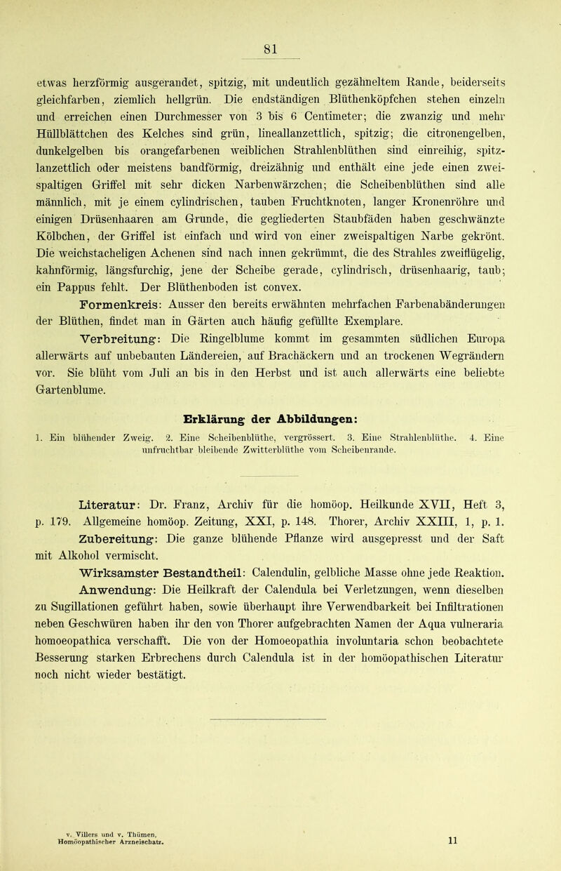 etwas herzförmig ausgerandet, spitzig, mit undeutlich gezähneltem Bande, beiderseits gleichfarhen, ziemlich hellgrün. Die endständigen Blüthenköpfchen stehen einzeln und erreichen einen Durchmesser von 3 bis 6 Centimeter; die zwanzig und mehr Hüllblättchen des Kelches sind grün, lineallanzettlich, spitzig; die citronengelben, dunkelgelben bis orangefarbenen weiblichen Strahlenblüthen sind einreihig, spitz- lanzettlich oder meistens bandförmig, dreizähnig und enthält eine jede einen zwei- spaltigen Grriifel mit sehr dicken Narben Wärzchen; die Scheibenblüthen sind alle männlich, mit je einem cylindrischen, tauben Fruchtknoten, langer Kronenröhre und einigen Drüsenhaaren am G-runde, die gegliederten Staubfäden haben geschwänzte Kölbchen, der Griffel ist einfach und wird von einer zweispaltigen Narbe gekrönt. Die weichstacheligen Achenen sind nach innen gekrümmt, die des Strahles zweiflügelig, kahnförmig, längsfurchig, jene der Scheibe gerade, cylindrisch, drüsenhaarig, taub; ein Pappus fehlt. Der Blüthenboden ist convex. Formenkreis: Ausser den bereits erwähnten mehrfachen Farbenabänderungen der Blüthen, flndet man in Gärten auch häuflg gefüllte Exemplare. Verbreitung: Die Ringelblume kommt im gesummten südlichen Europa allerwärts auf unbebauten Ländereien, auf Brachäckern und an trockenen Wegrändern vor. Sie blüht vom Juli an bis in den Herbst und ist auch allerwärts eine beliebte Gartenblume. Erklärung der Abbildungen: 1. Ein blühender Zweig. 2. Eine Scheibenblüthe, vergrössert. 3. Eine Strablenblütlie. 4. Eine nnfruchtbar bleibende Zwitterblüthe vom Scheibenrande. Literatur: Dr. Franz, Archiv für die homöop. Heilkunde XVH, Heft 3, p. 179. Allgemeine homöop. Zeitung, XXI, p. 148. Thorer, Archiv XXIII, 1, p. 1. Zubereitung: Die ganze blühende Pflanze wird ausgepresst und der Saft mit Alkohol vermischt. Wirksamster Bestandtheil: Calendulin, gelbliche Masse ohne jede Reaktion. Anwendung: Die Heilkraft der Calendula bei Verletzungen, wenn dieselben zu Sugillationen geführt haben, sowie überhaupt ihre Verwendbarkeit bei Infiltrationen neben Geschwüren haben ihr den von Thorer aufgebrachten Namen der Aqua vulneraria homoeopathica verschafft. Die von der Homoeopathia involuntaria schon beobachtete Besserung starken Erbrechens durch Calendula ist in der homöopathischen Literatur noch nicht wieder bestätigt. 11