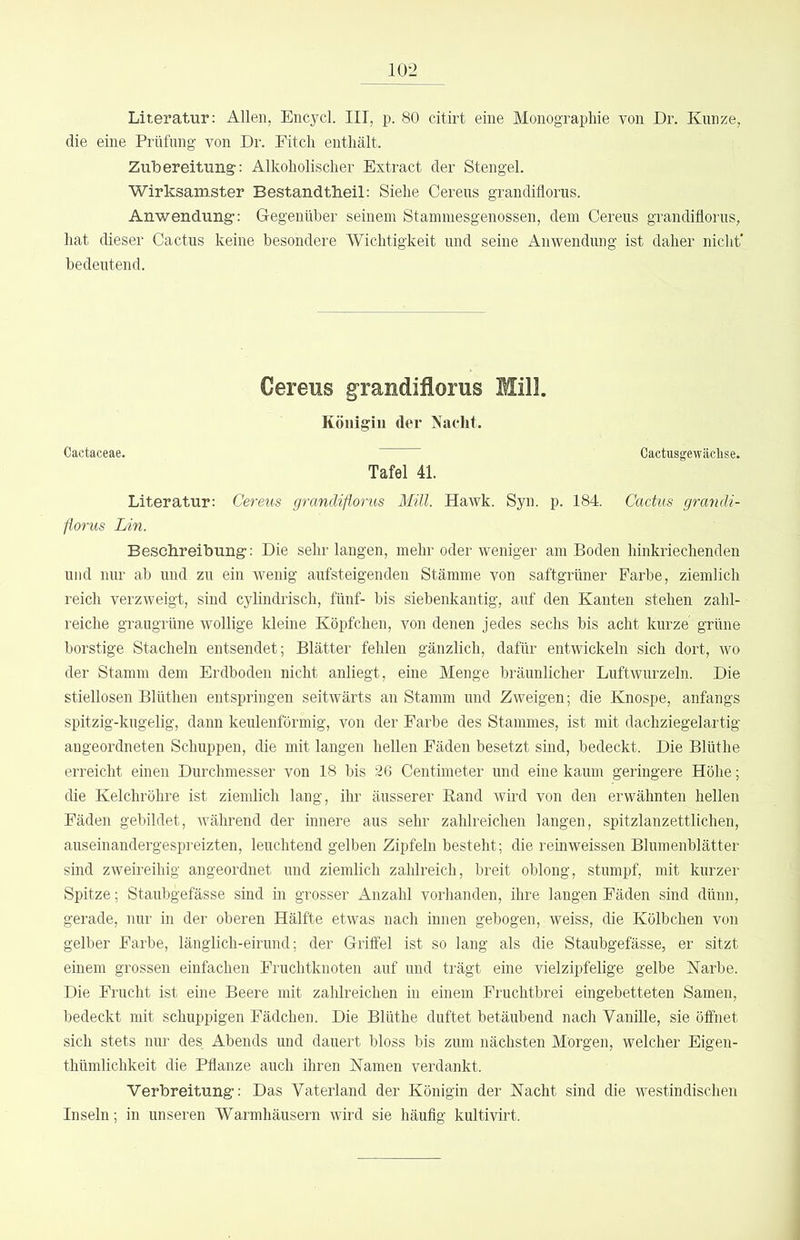 10-2 Literatur: Allen, Encycl. III, p. 80 citirt eine Monographie von Dr. Kunze, die eine Prüfung von Dr. Pitch enthält. Zubereitung: Alkoholischer Extract der Stengel. Wirksamster Bestandtbeil: Siehe Cereus grandiflorus. Anwendung“: Gegenüber seinem Staminesgenossen, dem Cereus grandiflorus, hat dieser Cactus keine besondere Wichtigkeit und seine Anwendung ist daher nicht* bedeutend. Cereus grandiflorus Mill. Königin der Nacht. Cactaceae. Cactusgewächse. Tafel 41. Literatur: Cereus grandiflorus Mill. Hawk. Syn. p. 184. Cactus grandi- florus Lin. Beschreibung: Die sehr langen, mehr oder weniger am Boden hinkriechenden und nm“ ab und zu ein wenig aufsteigenden Stämme von saftgrüner Farbe, ziemlich reich verzweigt, sind cylindrisch, fünf- bis siebenkantig, auf den Kanten stehen zahl- reiche graugrüne wollige kleine Köpfchen, von denen jedes sechs bis acht kurze grüne borstige Stacheln entsendet; Blätter fehlen gänzlich, dafür entwickeln sich dort, wo der Stamm dem Erdboden nicht anliegt, eine Menge bräunlicher Luftwurzeln. Die stiellosen Blüthen entspringen seitwärts an Stamm und Zweigen; die Knospe, anfangs spitzig-kugelig, dann keulenförmig, von der Farbe des Stammes, ist mit dachziegelartig angeordneten Schuppen, die mit langen hellen Fäden besetzt sind, bedeckt. Die Blüthe erreicht einen Durchmesser von 18 bis 26 Centimeter und eine kaum geringere Höhe; die Kelchröhre ist ziemlich lang, ihr äusserer Rand wird von den erwähnten hellen Fäden gebildet, Avährend der innere aus sehr zahlreichen langen, spitzlanzettlichen, auseinandergespreizten, leuchtend gelben Zipfeln besteht; die reinweissen Blumenblätter sind zweireihig angeordnet und ziemlich zahlreich, breit oblong, stumpf, mit kurzer Spitze; Staubgefässe sind in grosser Anzahl vorhanden, ihre langen Fäden sind dünn, gerade, nur in der oberen Hälfte etwas nach innen gebogen, weiss, die Kölbchen von gelber Farbe, länglich-eirund; der Gritfel ist so lang als die Staubgefässe, er sitzt einem grossen einfachen Fruchtknoten auf und trägt eine vielzipfelige gelbe Karbe. Die Frucht ist eine Beere mit zahlreichen in einem Fruchtbrei eingebetteten Samen, bedeckt mit schuppigen Fädchen. Die Blüthe duftet betäubend nach Vanille, sie öffnet sich stets nur des Abends und dauert bloss bis zum nächsten Morgen, welcher Eigen- thümlichkeit die Pflanze auch ihren Kamen verdankt. Verbreitung: Das Vaterland der Königin der Kacht sind die westindischen Inseln; in unseren Warmhäusern wird sie häufig kultivirt.