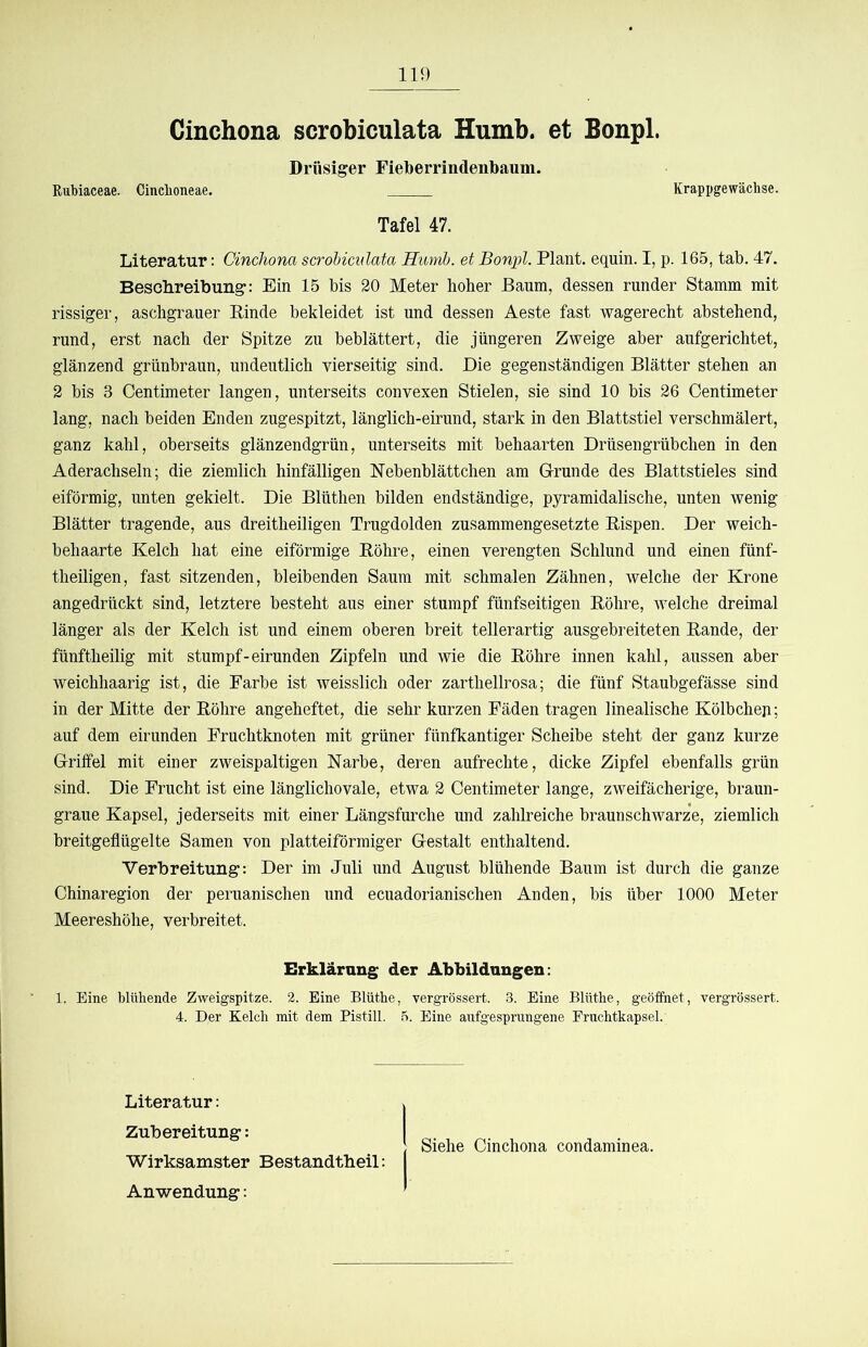 Cinchona scrobiculata Humb. et Bonpl. Drüsiger Fieberrindenbaum. Rubiaceae. Cincboneae. Krappgewäcbse. Tafel 47. Literatur: Cinchona scrobiculata Humb. et Bonpl. Plant, equin. I, p. 165, tab. 47. Bescbreibung: Ein 15 bis 20 Meter hoher Baum, dessen runder Stamm mit rissiger, aschgrauer Rinde bekleidet ist und dessen Aeste fast wagerecht abstehend, rund, erst nach der Spitze zu beblättert, die jüngeren Zweige aber aufgerichtet, glänzend grünbraun, undeutlich vierseitig sind. Die gegenständigen Blätter stehen an 2 bis 3 Centimeter langen, unterseits convexen Stielen, sie sind 10 bis 26 Centimeter lang, nach beiden Enden zugespitzt, länglich-eirund, stark in den Blattstiel verschmälert, ganz kahl, oberseits glänzendgrün, unterseits mit behaarten Drüsengrübchen in den Aderachseln; die ziemlich hinfälligen ISTebenblättchen am Grunde des Blattstieles sind eiförmig, unten gekielt. Die Blüthen bilden endständige, pyramidalische, unten wenig Blätter tragende, aus dreitheiligen Trugdolden zusammengesetzte Rispen. Der weich- behaarte Kelch hat eine eiförmige Röhre, einen verengten Schlund und einen fünf- theiligen, fast sitzenden, bleibenden Saum mit schmalen Zähnen, welche der Krone angedrückt sind, letztere besteht aus einer stumpf fünfseitigen Röhre, welche dreimal länger als der Kelch ist und einem oberen breit tellerartig ausgebreiteten Rande, der fünftheilig mit stumpf-eirunden Zipfeln und wie die Röhre innen kahl, aussen aber weichhaarig ist, die Farbe ist weisslich oder zarthellrosa; die fünf Staubgefässe sind in der Mitte der Röhre angeheftet, die sehr kurzen Fäden tragen linealische Kölbchen; auf dem eirunden Fruchtknoten mit grüner fünfkantiger Scheibe steht der ganz kurze Griffel mit einer zweispaltigen Narbe, deren aufrechte, dicke Zipfel ebenfalls grün sind. Die Frucht ist eine länglichovale, etwa 2 Centimeter lange, zweifächerige, braun- graue Kapsel, jederseits mit einer Längsfurche und zahlreiche braunschwarze, ziemlich breitgeflügelte Samen von platteiförmiger Gestalt enthaltend. Verbreitung: Der im Juli und August blühende Baum ist durch die ganze Chinaregion der peruanischen und ecuadorianischen Anden, bis über 1000 Meter Meereshöhe, verbreitet. Erklärung der Abbildungen: 1. Eine blühende Zweigspitze. 2. Eine Blüthe, vergrössert. 3. Eine Blüthe, geöffnet, vergrössert. 4. Der Kelch mit dem Pistill. 5. Eine aufgesprungene Fruchtkapsel. Literatur: Zubereitung: