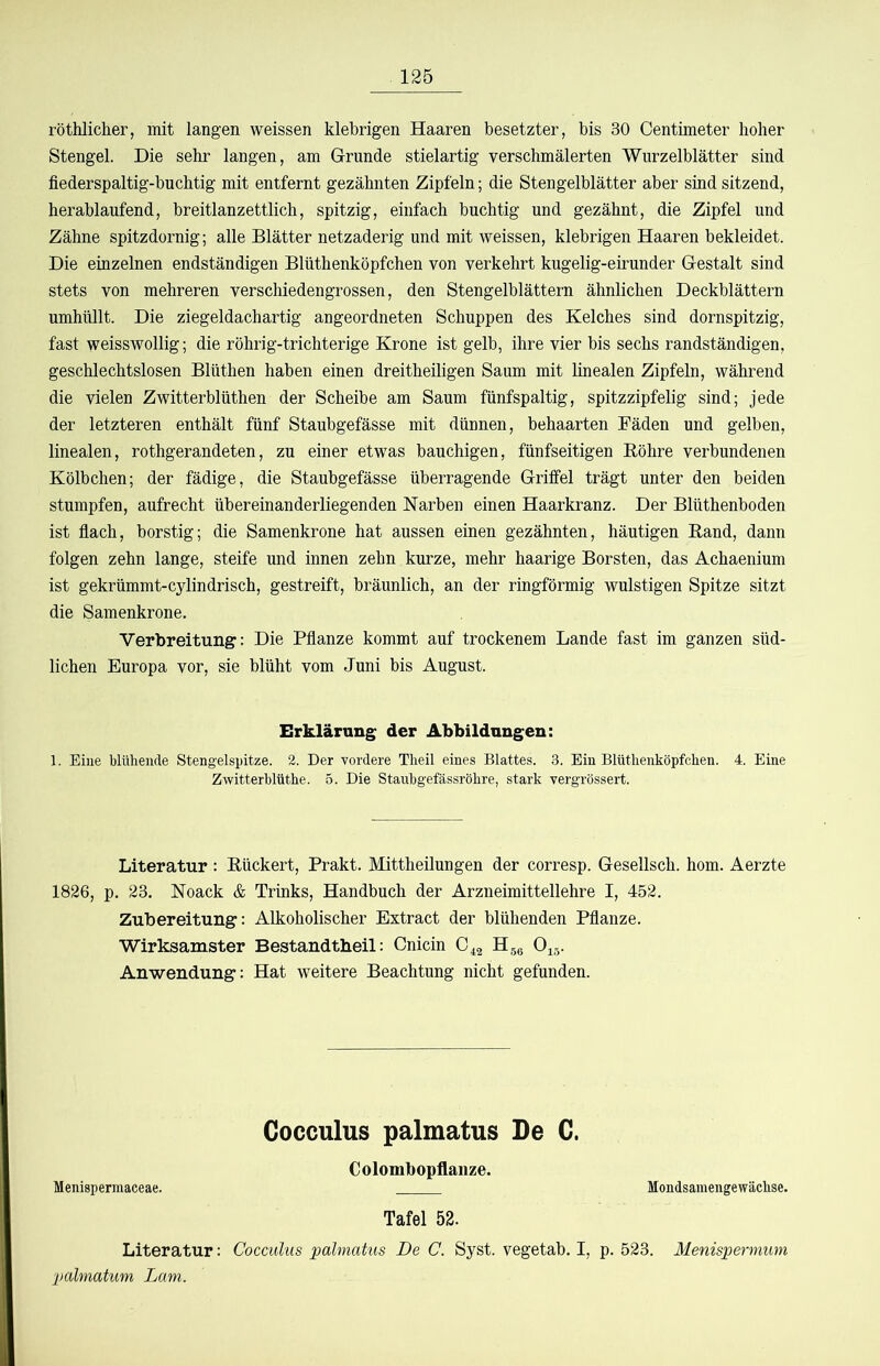 röthlicher, mit langen weissen klebrigen Haaren besetzter, bis 30 Centimeter hoher Stengel. Die sehr langen, am Grunde stielartig verschmälerten Wurzelblätter sind fiederspaltig-buchtig mit entfernt gezähnten Zipfeln; die Stengelblätter aber sind sitzend, herablaufend, breitlanzettlich, spitzig, einfach buchtig und gezähnt, die Zipfel und Zähne spitzdornig; alle Blätter netzaderig und mit weissen, klebrigen Haaren bekleidet. Die einzelnen endständigen Blüthenköpfchen von verkehrt kugelig-eirunder Gestalt sind stets von mehreren verschiedengrossen, den Stengelblättern ähnlichen Deckblättern umhüllt. Die ziegeldachartig angeordneten Schuppen des Kelches sind dornspitzig, fast weisswollig; die röhrig-trichterige Krone ist gelb, ihre vier bis sechs randständigen, geschlechtslosen Blüthen haben einen dreitheiligen Saum mit linealen Zipfeln, während die vielen Zwitterblüthen der Scheibe am Saum fünfspaltig, spitzzipfelig sind; jede der letzteren enthält fünf Staubgefässe mit dünnen, behaarten Fäden und gelben, linealen, rothgerandeten, zu einer etwas bauchigen, fünfseitigen Bohre verbundenen Kölbchen; der fädige, die Staubgefässe überragende Griffel trägt unter den beiden stumpfen, aufrecht übereinanderliegenden Narben einen Haarkranz. Der Blüthenboden ist flach, borstig; die Samenkrone hat aussen einen gezähnten, häutigen Band, dann folgen zehn lange, steife und innen zehn kurze, mehr haarige Borsten, das Achaenium ist gekrümmt-cylindrisch, gestreift, bräunlich, an der ringförmig wulstigen Spitze sitzt die Samenkrone. Verbreitung; Die Pflanze kommt auf trockenem Lande fast im ganzen süd- lichen Europa vor, sie blüht vom Juni bis August. Erklärung der Abbildungen: 1. Eine blühende Stengelspitze. 2. Der vordere Theil eines Blattes. 3. Ein Blüthenköpfchen. 4. Eine Zwitterblüthe. 5. Die Staubgefässröhre, stark vergrössert. Literatur : Bückert, Prakt. Mittheilungen der corresp. Gesellsch. hom. Aerzte 1826, p. 23. Noack & Trinks, Handbuch der Arzneimittellehre I, 452. Zubereitung: Alkoholischer Extract der blühenden Pflanze. Wirksamster Bestandtheil; Cnicin 0^2 Hgg 0^5. Anwendung: Hat weitere Beachtung nicht gefunden. Cocculus palmatus De G. Colombopflanze. Menispermaceae. Mondsamengewächse. Tafel 52. Literatur: Cocculus palmatus De C. Syst, vegetab. I, p. 523. Menispermum palmatum Dam.
