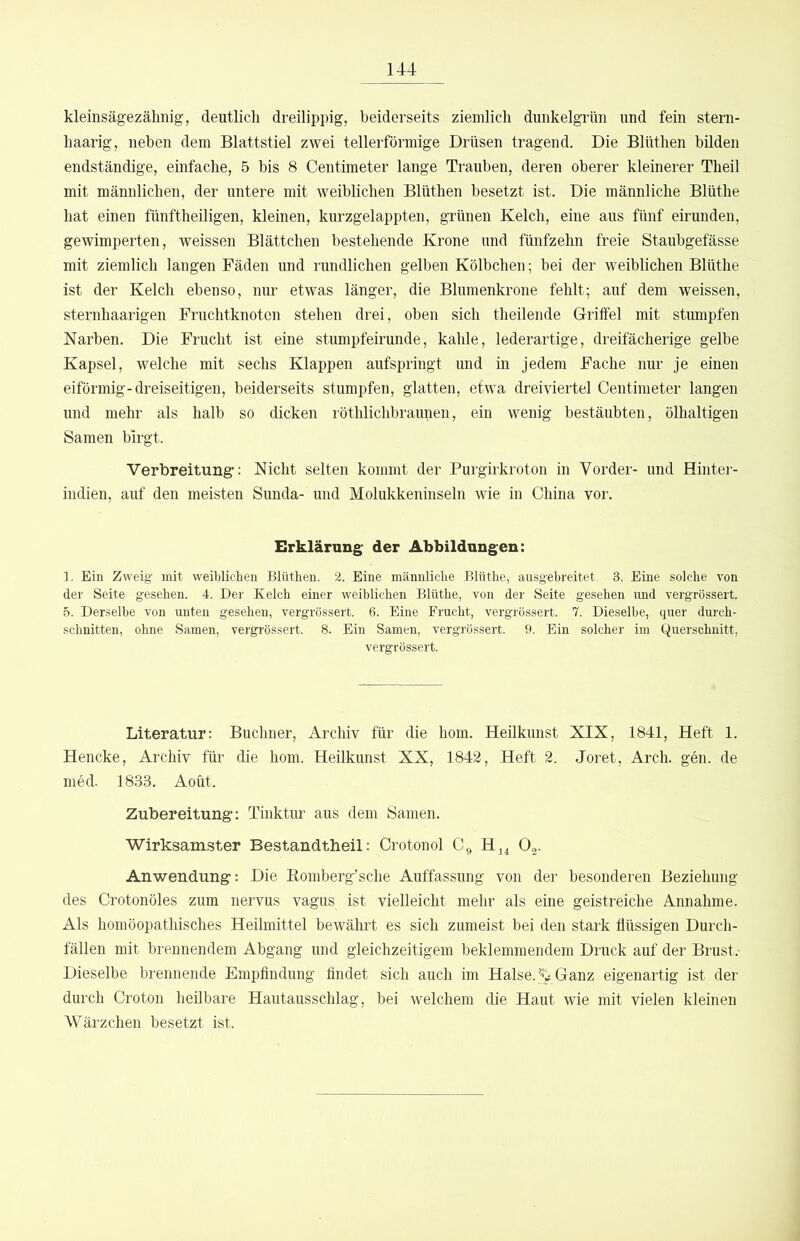 kleinsägezähnig, deutlich dreilippig, beiderseits ziemlich dunkelgrün und fein stern- haarig, neben dem Blattstiel zwei tellerförmige Drüsen tragend. Die Blüthen bilden endständige, einfache, 5 bis 8 Centimeter lange Trauben, deren oberer kleinerer Theil mit männlichen, der untere mit weiblichen Blüthen besetzt ist. Die männliche Blüthe hat einen fünftheiligen, kleinen, kurzgelappten, grünen Kelch, eine aus fünf eirunden, gewimperten, weissen Blättchen bestehende Krone und fünfzehn freie Staubgefässe mit ziemlich langen Fäden und rundlichen gelben Kölbchen; bei der weiblichen Blüthe ist der Kelch ebenso, nur etwas länger, die Blumenkrone fehlt; auf dem weissen, sternhaarigen Fruchtknoten stehen drei, oben sich theilende Griffel mit stumpfen Narben. Die Frucht ist eine stumpfeirunde, kahle, lederartige, dreifächerige gelbe Kapsel, welche mit sechs Klappen aufspringt und in jedem Fache nur je einen eiförmig-dreiseitigen, beiderseits stumpfen, glatten, efwa dreiviertel Centimeter langen und mehr als halb so dicken röthlichbraunen, ein wenig bestäubten, ölhaltigen Samen birgt. Verbreitung’; Nicht selten kommt der Purgirkroton in Vorder- und Hinter- indien, auf den meisten Sunda- und Molukkeninseln wie in China vor. Erklärung der Abbildungen: 1. Ein Zweig mit weiblichen Blüthen. 2. Eine männliche Blüthe, ausgehreitet, 3. Eine solche von der Seite gesehen. 4. Der Kelch einer weiblichen Blüthe, von der Seite gesehen imd vergrössert. 5. Derselbe von unten gesehen, vergrössert. 6. Eine Frucht, vergrössert. 7. Dieselbe, quer durch- schnitten, ohne Samen, vergrössert. 8. Ein Samen, vergrössert. 9. Ein solcher im Querschnitt, vergrössert. Literatur: Büchner, Archiv für die hom. Heilkunst XIX, 1841, Heft 1. Hencke, Archiv für die hom. Heilkunst XX, 1842, Heft 2. Joret, Arch. gen. de med. 1833. Aoüt. Zubereitung: Tinktur aus dem 8amen. Wirksamster Bestandtheil; Crotonol C^ H^^ Og. Anwendung: Die Bomberg’sche Auffassung von der besonderen Beziehung des Crotonöles zum nervus vagus ist vielleicht mehr als eine geistreiche Annahme. Als homöopathisches Heilmittel bewährt es sich zumeist bei den stark flüssigen Durch- fällen mit brennendem Abgang und gleichzeitigem beklemmendem Druck auf der Brust.- Dieselbe brennende Empflndung findet sich auch im Halse. Ganz eigenartig ist der dnrch Croton heübare Hautausschlag, bei welchem die Haut wie mit vielen kleinen AVärzchen besetzt ist.