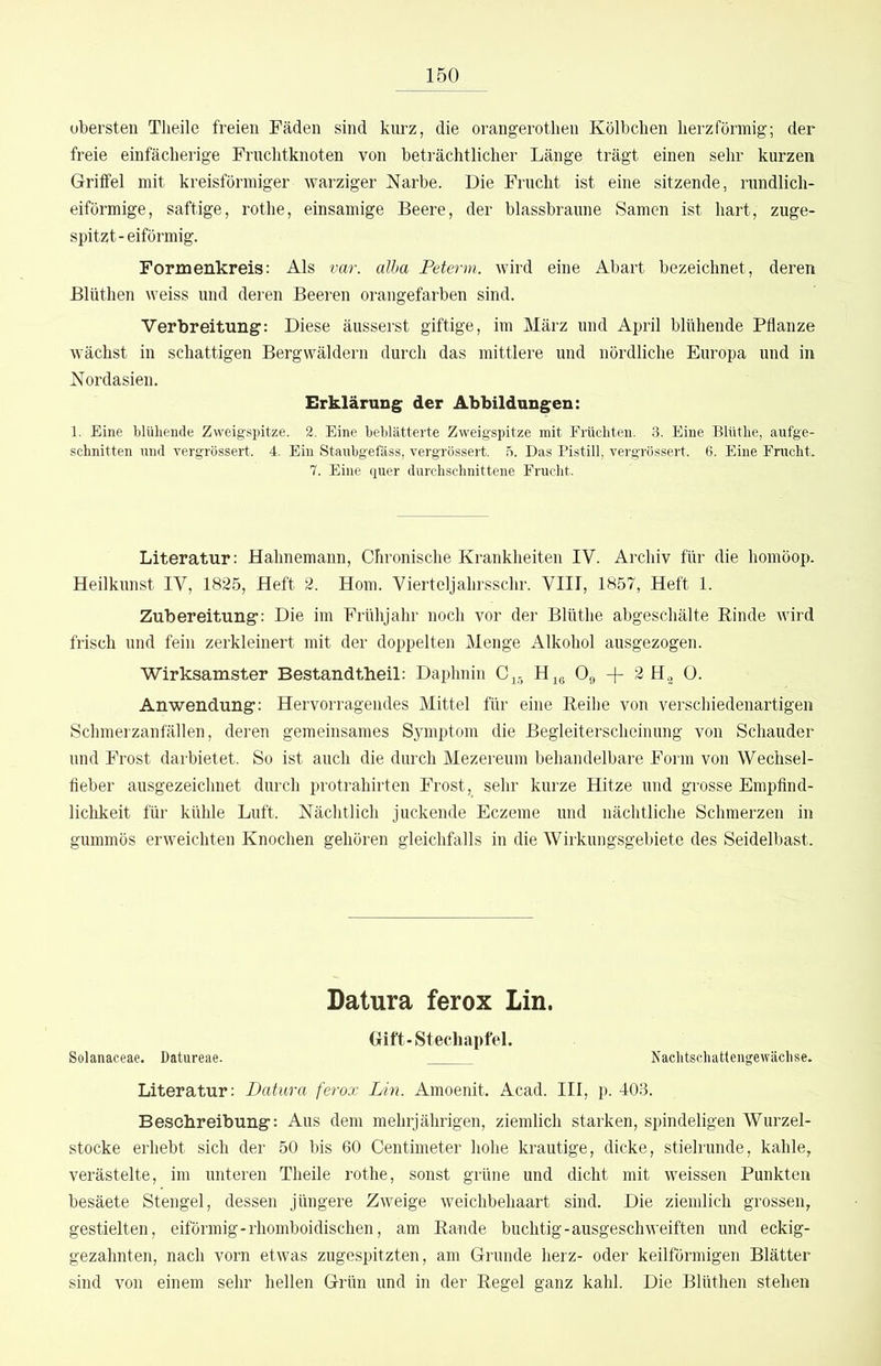 obersten Tlieile freien Fäden sind kui’z, die orangerotlien Kölbchen herzförmig; der freie einfächerige Fruchtknoten von beträchtlicher Länge trägt einen sehr kurzen Griffel mit kreisförmiger warziger Narbe. Die Frucht ist eine sitzende, rundlich- eiförmige, saftige, rothe, einsamige Beere, der blassbraune Samen ist hart, zuge- spitzt-eiförmig. Formenkreis: Als var. alba Feterm. wird eine Abart bezeichnet, deren Blüthen weiss und deren Beeren orangefarben sind. Verbreitung: Diese äusserst giftige, im März und April blühende Pflanze wächst in schattigen Bergwäldern durch das mittlere und nördliche Europa und in Nordasien. Erklärung der Abbildungen: 1. Eine blühende Zweigspitze. 2. Eine beblätterte Zweigspitze mit Früchten. 3. Eine Blüthe, aufge- schnitten und Yergrössert. 4. Ein Staubgefäss, vergrössert. 5. Das Pistill, vergrössert. 6. Eine Fracht. 7. Eine quer durchschnittene Frucht. Literatur: Hahnemann, Chronische Krankheiten IV. Archiv für die homöop. Heilkunst IV, 1825, Heft 2. Horn. Vierteljahrsschr. VIII, 1857, Heft 1. Zubereitung: Die im Frühjahr noch vor der Blüthe abgeschälte Rinde wird frisch und fein zerkleinert mit der doppelten Menge Alkohol ausgezogen. Wirksamster Bestandtheil: Daphnin Hjg Og 2 H.2 0. Anwendung: Hervorragendes Mittel für eine Reihe von verschiedenartigen Schmerzanfällen, deren gemeinsames Symptom die Begleiterscheinung von Schauder und Frost darbietet. So ist auch die durch Mezereum behandelbare Form von Wechsel- fleber ausgezeichnet durch protrahirten Frost, sehr kurze Hitze und grosse Empflnd- lichkeit für kühle Luft. Nächtlich juckende Eczeme und nächtliche Schmerzen in gummös erweichten Knochen gehören gleichfalls in die Wirkungsgebiete des Seidelbast. Datura ferox Lin. Gift-Stechapfel. Solanaceae. Datureae. Nachtschattengewäclise. Literatur: Datura ferox Lin. Amoenit. Acad. III, p. 403. Beschreibung: Aus dem mehrjährigen, ziemlich starken, spindeligen Wurzel- stocke erhebt sich der 50 bis 60 Centimeter hohe krautige, dicke, stielrunde, kahle, verästelte, im unteren Theile rothe, sonst grüne und dicht mit weissen Punkten besäete Stengel, dessen jüngere Zweige weichbehaart sind. Die ziemlich grossen, gestielten, eiförmig-rhomboidischen, am Rande buchtig-ausgeschweiften und eckig- gezahnten, nach vorn etwas zugespitzten, am Grunde herz- oder keilförmigen Blätter sind von einem sehr hellen Grün und in der Regel ganz kahl. Die Blüthen stehen