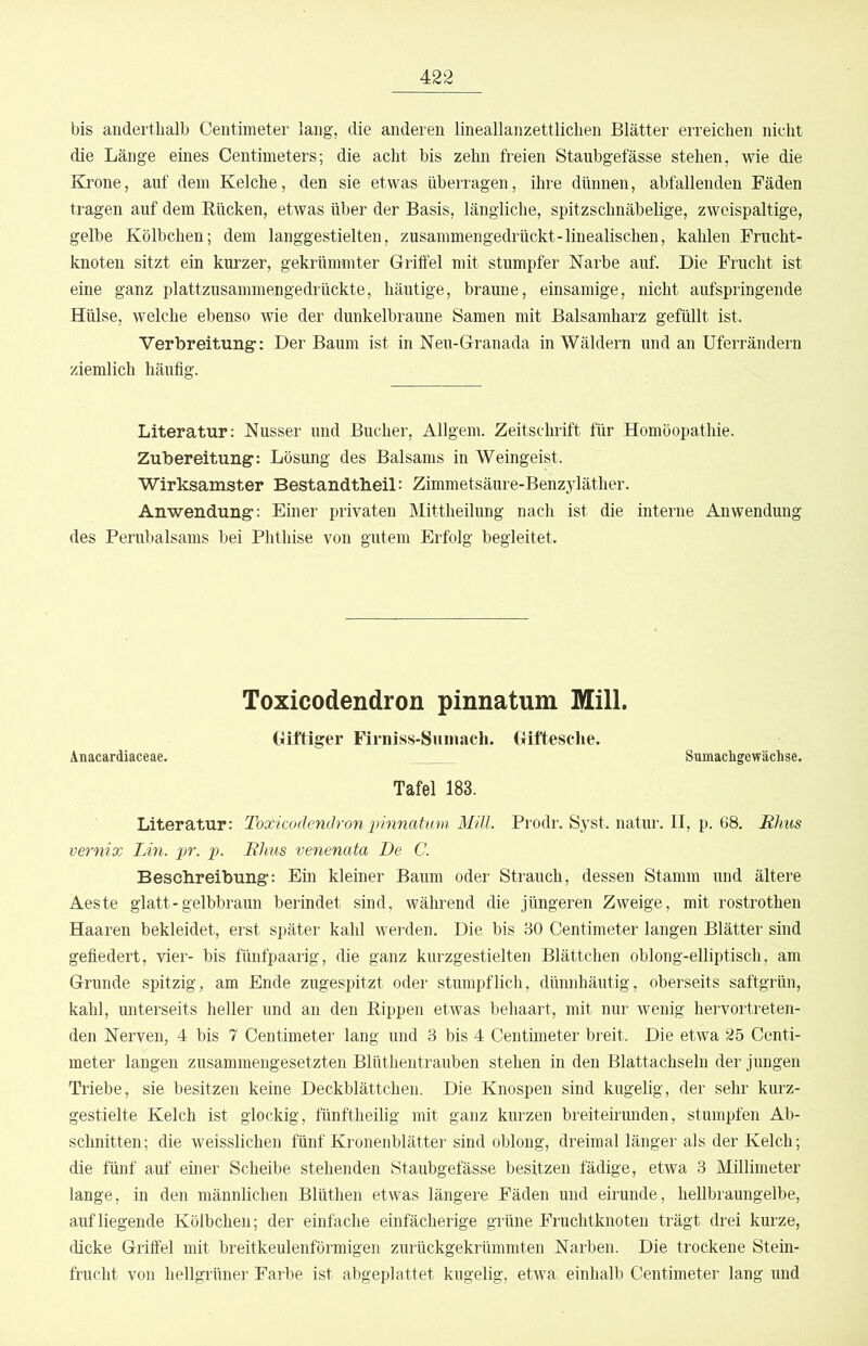 bis anderthalb Centimeter lang, die anderen lineallanzettlichen Blätter erreichen nicht die Länge eines Centimeters; die acht bis zehn freien Staubgefässe stehen, wie die Krone, auf dem Kelche, den sie etwas überragen, ihre dünnen, abfallenden Fäden tragen auf dem Rücken, etwas über der Basis, längliche, spitzschnäbelige, zweispaltige, gelbe Kölbchen; dem langgestielten, zusammengedrückt-linealischen, kahlen Frucht- knoten sitzt ein kurzer, gekrümmter Griffel mit stumpfer Narbe auf. Die Frucht ist eine ganz plattzusammengedrückte, häutige, braune, einsamige, nicht aufspringende Hülse, welche ebenso wie der dunkelbraune Samen mit Balsamharz gefüllt ist. Verbreitung’: Der Baum ist in Nen-Granada in Wäldern und an Uferrändern ziemlich häufig. Literatur: Nasser und Bücher, Allgem. Zeitschrift für Homöopathie. Zubereitung: Lösung des Balsams in Weingeist. Wirksamster Bestandtbeil: Zimmetsäure-Benzyläther. Anwendung: Einer privaten Mittheilung nach ist die interne Anwendung des Perubalsams bei Phthise von gutem Erfolg begleitet. Toxicodendron pinnatum Mill. Giftiger Firniss-Siiinach. Gifteselie. Anacardiaceae. Sumacligewäclise. Tafel 183. Literatur: Toxicodendron innnatum Mül. Prodr. Syst, natur. II, p. 68, RJms vernix Lin. pr. p. Uhus venenata De C. Beschreibung: Ein kleiner Baum oder Strauch, dessen Stamm und ältere Aeste glatt-gelbbraun berindet sind, während die jüngeren Zweige, mit rostrothen Haaren bekleidet, erst später kahl werden. Die bis 30 Centimeter langen Blätter sind gefiedert, vier- bis fünfpaarig, die ganz kurzgestielten Blättchen oblong-elliptisch, am Grunde spitzig, am Ende zugespitzt oder stumpf lieh, dünnhäutig, oberseits saftgrün, kahl, unterseits heller und an den Rippen etwas behaart, mit nur wenig hervortreten- den Nerven, 4 bis 7 Centimeter lang und 3 bis 4 Centimeter breit. Die etwa 25 Centi- meter langen zusammengesetzten Blüthentrauben stehen in den Blattachseln der jungen Triebe, sie besitzen keine Deckblättcheu. Die Knospen sind kugelig, der sehr kurz- gestielte Kelch ist glockig, fünftheilig mit ganz kurzen breiteirunden, stumpfen Ab- schnitten; die weisslichen fünf Kronenblätter sind oblong, dreimal länger als der Kelch; die fünf auf einer Scheibe stehenden Staubgefässe besitzen fädige, etwa 3 Millimeter lange, in den männlichen Blüthen etwas längere Fäden und eirunde, hellbraungelbe, auf liegende Kölbchen; der einfache einfächerige grüne Fruchtknoten trägt drei kurze, dicke Griffel mit breitkeulenförmigen zurückgekrümmten Narben. Die trockene Stein- frucht von hellgrüner Farbe ist abgeplattet kugelig, etwa, einhalb Centimeter lang und