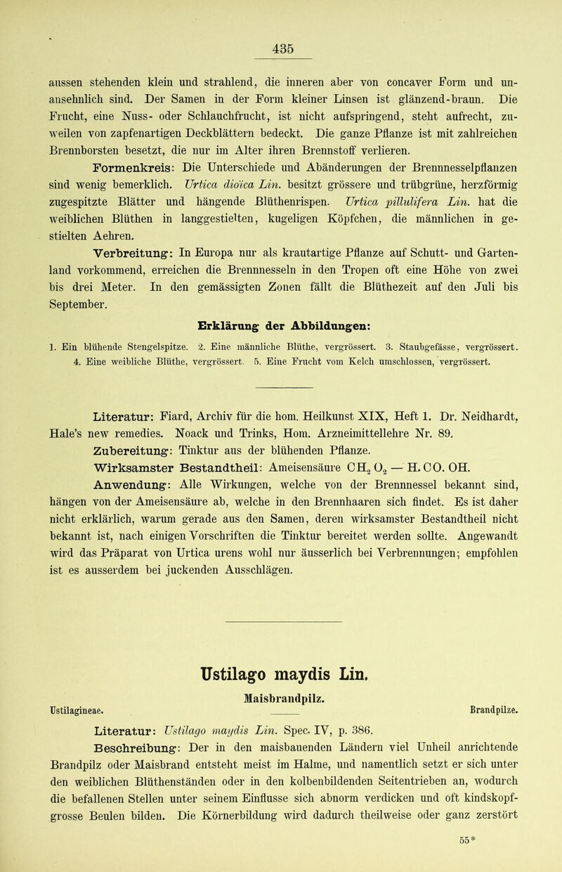 aussen stehenden klein und strahlend, die inneren aber von concaver Form und un- ansehnlich sind. Der Samen in der Form kleiner Linsen ist glänzend-braun. Die Frucht, eine Nuss- oder Schlauchfrucht, ist nicht aufspringend, steht aufrecht, zu- weilen von zapfenartigen Deckblättern bedeckt. Die ganze Pflanze ist mit zahlreichen Brennborsten besetzt, die nur im Alter ihren Brennstoff verlieren. Formenkreis: Die Unterschiede und Abänderungen der Brennnesselpflanzen sind wenig bemerklich. Urtica dioica Lin. besitzt grössere und trübgrüne, herzförmig zugespitzte Blätter und hängende Blüthenrispen. Urtica pülulifera Lin. hat die weiblichen Blüthen in langgestielten, kugeligen Köpfchen, die männlichen in ge- stielten Aehren. Verbreitung; In Europa nur als krautartige Pflanze auf Schutt- und G-arten- land vorkommend, erreichen die Brennnesseln in den Tropen oft eine Höhe von zwei bis drei Meter. In den gemässigten Zonen fällt die Blüthezeit auf den Juli bis September. Erklärung der Abbildungen: 1. Bin blühende Stengelspitze. 2. Eine männliche Blüthe, vergrössert. 3. Staubgefässe, vergrössert. 4. Eine weibliche Blüthe, vergrössert. 5. Eine Frucht vom Kelch umschlossen, vergrössert. Literatur: Fiard, Archiv für die hom. Heilkunst XIX, Heft 1. Dr. Neidhardt, Hale’s new remedies. Noack und Trinks, Hom. Arzneimittellehre Nr. 89. Zubereitung: Tinktur aus der blühenden Pflanze. Wirksamster Bestandtheil: Ameisensäure CHg O2 — H.OO. OH. Anwendung: Alle Wirkungen, welche von der Brennnessel bekannt sind, hängen von der Ameisensäure ab, welche in den Brennhaaren sich findet. Es ist daher nicht erklärlich, warum gerade aus den Samen, deren wirksamster Bestandtheil nicht bekannt ist, nach einigen Vorschriften die Tinktur bereitet werden sollte. Angewandt wird das Präparat von Urtica urens wohl nur äusserlich bei Verbrennungen; empfohlen ist es ausserdem bei juckenden Ausschlägen. Ustilagfo maydis Lin. Maisbrandpilz. Ustilagineae. Brandpilze. Literatur: Ustilago maydis Lin. Spec. IV, p. 386. Beschreibung: Der in den maisbauenden Ländern viel Unheil anrichtende Brandpilz oder Maisbrand entsteht meist im Halme, und namentlich setzt er sich unter den weiblichen Blüthenständen oder in den kolbenbildenden Seitentrieben an, wodurch die befallenen Stellen unter seinem Einflüsse sich abnorm verdicken und oft kindskopf- grosse Beulen bilden. Die Körnerbildung wird dadurch theilweise oder ganz zerstört 65’