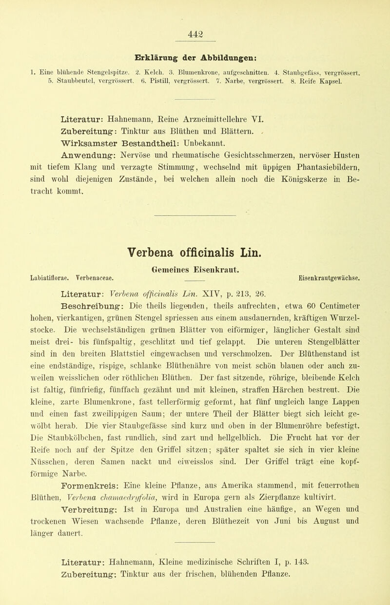 Erklärung der Abbildungen: 1. Eine blühende Stengelspitze. 2. Kelch. 3. Blumenkrone, aufgeschnitten. 4. Staubgefäss, vergrössert. 5. Staubbeutel, vergrössert. 6. Pistill, vergrössert. 7. Narbe, vergrössert. 8. Beife Kapsel. Literatur: Hahnemami, Eeine Arzneimittellehre VI. Zubereitung: Tinktur aus Blüthen und Blättern. . Wirksamster Bestandtbeil: Unbekannt. Anwendung: Nervöse und rheumatische Gesichtsschmerzen, nervöser Husten mit tiefem Klang und verzagte Stimmung, wechselnd mit üppigen Phantasiebildern, sind wohl diejenigen Zustände, bei welchen allein noch die Königskerze in Be- tracht kommt. Verbena officinalis Lin. Gemeines Eisenkraut. Labiatiflorae. Verbenaceae. Eisenkrautgewächse. Literatur: Yerhena officinalis Lin. XIV, p. 213, 26. Beschreibung; Die theüs liegenden, theils aufrechten, etwa 60 Centimeter hohen, vierkantigen, grünen Stengel spriessen aus einem ausdauernden, kräftigen Wurzel- stocke. Die wechselständigen grünen Blätter von eiförmiger, länglicher Gestalt sijid meist drei- bis fünfspaltig, geschützt und tief gelappt. Die unteren Stengelblätter sind in den breiten Blattstiel eingewachsen und verschmolzen. Der Blüthenstand ist eine endständige, rispige, schlanke Blüthenähre von meist schön blauen oder auch zu- weilen weisslichen oder röthlichen Blüthen. Der fast sitzende, röhrige, bleibende Kelch ist faltig, fünfriefig, fünffach gezähnt und mit kleinen, straffen Härchen bestreut. Die kleine, zarte Blumenkrone, fast tellerförmig geformt, hat fünf ungleich lange Lappen und einen fast zweilippigen Saum; der untere Theil der Blätter biegt sich leicht ge- wölbt herab. Die vier Staubgefässe sind kurz und oben in der Blumenröhre befestigt. Die Staubkölbchen, fast rundlich, sind zart und hellgelblich. Die Frucht hat vor der Beife noch auf der Spitze den Griffel sitzen; später spaltet sie sich in vier kleine Nüsschen, deren Samen nackt und ei weisslos sind. Der Griffel trägt eine kopf- förmige Narbe. Formenkreis: Eine kleine Pflanze, aus Amerika stammend, mit feuerrothen Blüthen, Yerhena chamaeclryfolia, wird in Europa gern als Zierpflanze kultivirt. Verbreitung-; Ist in Europa und Australien eine häufige, an Wegen und trockenen Wiesen wachsende Pflanze, deren Blüthezeit von Juni bis August und länger dauert. Literatur: Hahnemann, Kleine medizinische Schriften I, p. 143. Zubereitung: Tinktur aus der frischen, blühenden Pflanze.