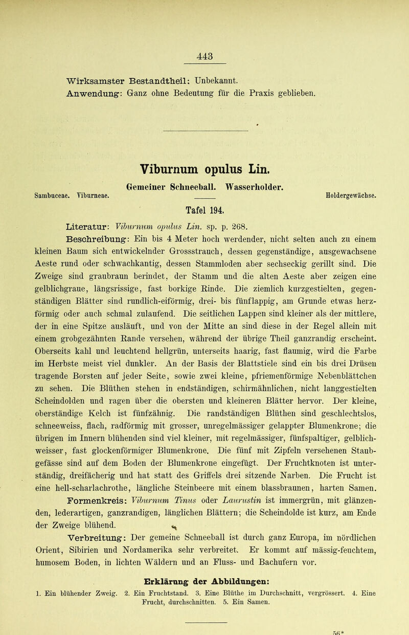 Wirksamster Bestandtlieil: Unbekannt. Anwendung: Ganz ohne Bedeutung für die Praxis geblieben. Viburnum opulus Lin. Gemeiner Schneeball. Wasserliolder. Sambaceae. Tiburneae. Holdergewächse. Tafel 194. Literatur: Viburmim opulus Lin. sp. p. 268. Beschreibung: Ein bis 4 Meter hoch werdender, nicht selten auch zu einem kleinen Baum sich entwickelnder Grossstrauch, dessen gegenständige, ausgewachsene Aeste rund oder schwachkantig, dessen Stammloden aber sechseckig gerillt sind. Die Zweige sind graubraun berindet, der Stamm und die alten Aeste aber zeigen eine gelblichgraue, längsrissige, fast borkige Binde. Die ziemlich kurzgestielten, gegen- ständigen Blätter sind rundlich-eiförmig, drei- bis fünf lappig, am Grunde etwas herz- förmig oder auch schmal zulaufend. Die seitlichen Lappen sind kleiner als der mittlere, der in eine Spitze ausläuft, und von der Mitte an sind diese in der Begel allein mit einem grobgezähnten Bande versehen, während der übrige Theil ganzrandig erscheint. Oberseits kahl und leuchtend hellgrün, unterseits haarig, fast flaumig, wird die Farbe im Herbste meist viel dunkler. An der Basis der Blattstiele sind ein bis drei Drüsen tragende Borsten auf jeder Seite, sowie zwei kleine, pfriemenförmige Nebenblättchen zu sehen. Die Blüthen stehen in endständigen, schirmähnlichen, nicht langgestielten Scheindolden und ragen über die obersten und kleineren Blätter hervor. Der kleine, oberständige Kelch ist fünfzähnig. Die randständigen Blüthen sind geschlechtslos, schneeweiss, flach, radförmig mit grosser, unregelmässiger gelappter Blumenkrone; die übrigen im Innern blühenden sind viel kleiner, mit regelmässiger, fünfspaltiger, gelblich- weisser, fast glockenförmiger Blumenkrone. Die fünf mit Zipfeln versehenen Staub- gefässe sind auf dem Boden der Blumenkrone eingefügt. Der Fruchtknoten ist unter- ständig, dreifächerig und hat statt des Griffels drei sitzende Narben. Die Frucht ist eine hell-scharlachrothe, längliche Steinbeere mit einem blassbraunen, harten Samen. Formenkreis: Viburnum Tinus oder Laurustin ist immergrün, mit glänzen- den, lederartigen, ganzrandigen, länglichen Blättern; die Scheindolde ist kurz, am Ende der Zweige blühend. Verbreitung: Der gemeine Schneeball ist durch ganz Europa, im nördlichen Orient, Sibirien und Nordamerika sehr verbreitet. Er kommt auf mässig-feuchtem, humosem Boden, in lichten Wäldern und an Fluss- und Bachufern vor. Erklärung der Abbildungen: 1. Ein blühender Zweig. 2. Ein Frucbtstand. 3. Eine Blütbe im Durchschnitt, vergrössert. 4. Eine Frucht, durchschnitten. 5. Ein Samen.