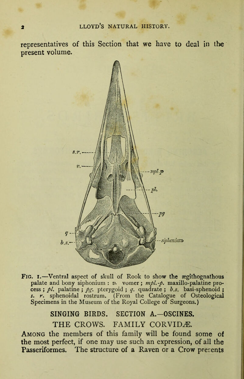 representatives of this Section that we have to deal in the present volume. Fig. i.—Ventral aspect of skull of Rook to show the segithognathous palate and bony siphonium : v. vomer ; mpl. -p. maxillo-palatine pro- cess ; pi. palatine ; pg. pterygoid ; q. quadrate ; l).s. basi-sphenoid ; s. r. sphenoidal rostrum. (From the Catalogue of Osteological Specimens in the Museum of the Royal College of Surgeons.) SINGING BIRDS. SECTION A.—OSCINES. THE CROWS. FAMILY CORVIDAE. Among the members of this family will be found some of the most perfect, if one may use such an expression, of all the Passeriformes. The structure of a Raven or a Crow presents