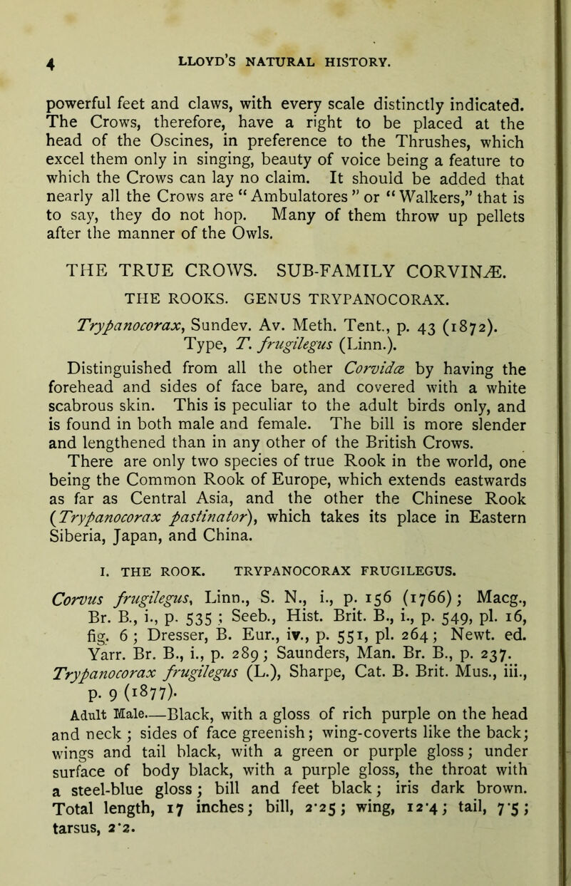 powerful feet and claws, with every scale distinctly indicated. The Crows, therefore, have a right to be placed at the head of the Oscines, in preference to the Thrushes, which excel them only in singing, beauty of voice being a feature to which the Crows can lay no claim. It should be added that nearly all the Crows are “ Ambulatores ” or “ Walkers,” that is to say, they do not hop. Many of them throw up pellets after the manner of the Owls. THE TRUE CROWS. SUB-FAMILY CORVINE. THE ROOKS. GENUS TRYPANOCORAX. Trypanocorax, Sundev. Av. Meth. Tent., p. 43 (1872). Type, T. frugilegus (Linn.). Distinguished from all the other Corvidce by having the forehead and sides of face bare, and covered with a white scabrous skin. This is peculiar to the adult birds only, and is found in both male and female. The bill is more slender and lengthened than in any other of the British Crows. There are only two species of true Rook in the world, one being the Common Rook of Europe, which extends eastwards as far as Central Asia, and the other the Chinese Rook (Trypanocorax pastinator), which takes its place in Eastern Siberia, Japan, and China. I. THE ROOK. TRYPANOCORAX FRUGILEGUS. Corvus frugilegus, Linn., S. N., i., p. 156 (1766); Macg., Br. B., i., p. 535 ; Seeb., Hist. Brit. B., i., p. 549, pi. 16, fig. 6; Dresser, B. Eur., iv., p. 551, pi. 264; Newt. ed. Yarr. Br. B., i., p. 289; Saunders, Man. Br. B., p. 237. Trypanocorax frugilegus (L.), Sharpe, Cat. B. Brit. Mus., iii., p. 9 (1877). Adult Male—Black, with a gloss of rich purple on the head and neck ; sides of face greenish; wing-coverts like the back; wings and tail black, with a green or purple gloss; under surface of body black, with a purple gloss, the throat with a steel-blue gloss; bill and feet black; iris dark brown. Total length, 17 inches; bill, 2*25; wing, 12-4; tail, 7-5; tarsus, 2*2.