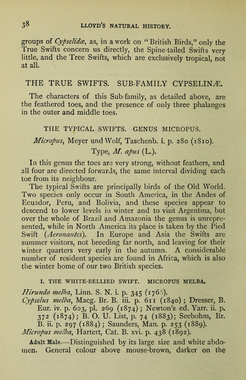 groups of CypselidoR, as, in a work on “ British Birds,” only the True Swifts concern us directly, the Spine-tailed Swifts very little, and the Tree Swifts, which are exclusively tropical, not at all. THE TRUE SWIFTS. SUB-FAMILY CYPSELIN^. The characters of this Sub-family, as detailed above, are the feathered toes, and the presence of only three phalanges in the outer and middle toes. THE TYPICAL SWIFTS. GENUS MICROPUS. Micropus^ Meyer und Wolf, Taschenb. i. p. 280 (1810). Type, M. apus (L.). In this genus the toes are very strong, without feathers, and all four are directed forwards, the same interval dividing each toe from its neighbour. The typical Swifts are principally birds of the Old World. Two species only occur in South America, in the Andes of Ecuador, Peru, and Bolivia, and these species appear to descend to lower levels in winter and to visit Argentina, but over the whole of Brazil and Amazonia the genus is unrepre- sented, while in North America its place is taken by the Pied Swift (Aerona/ites). In Europe and Asia the Swifts are summer visitors, not breeding far north, and leaving for their winter quarters very early in the autumn. A considerable number of resident species are found in Africa, which is also the winter home of our two British species. I. THE WHITE-BELLIED SWIFT. MICROPUS MELBA. Hirundo melha^ Linn. S. N. i. p. 345 (1765). Cypselus melba^ Macg. Br. B. iii. p. 611 (1840); Dresser, B. Eur. iv. p. 603, pi. 269 (1874); Newton’s ed. Yarn ii. p. 372 (1874); B. O. U. List, p. 74 (1883); Seebohm, Br. B. ii. p. 297 (1884); Saunders, Man. p. 253 (1889). Muropus melha^ Hartert, Cat. B. xvi. p. 438 (1892). Adult Male.—Distinguished by its large size and white abdo- men. General colour above mouse-brown, darker on the