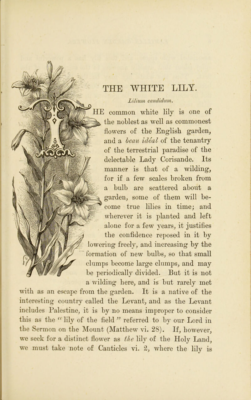 Lilium candidum. HE common white lily is one of the noblest as well as commonest flowers of the English garden, and a beau ideal of the tenantry of the terrestrial paradise of the delectable Lady Corisande. Its manner is that of a wilding, for if a few scales broken from a bulb are scattered about a garden, some of them will be- come true lilies in time; and wherever it is planted and left alone for a few years, it justifies the confidence reposed in it by lowering freely, and increasing by the formation of new bulbs, so that small clumps become large clumps, and may be periodically divided. But it is not a wilding here, and is but rarely met with as an escape from the garden. It is a native of the interesting country called the Levant, and as the Levant includes Palestine, it is by no means improper to consider this as the “ lily of the field 33 referred to by our Lord in the Sermon on the Mount (Matthew vi. 28). If, however, we seek for a distinct flower as the lily of the Holy Land, we must take note of Canticles vi. 2, where the lily is THE WHITE LILY.