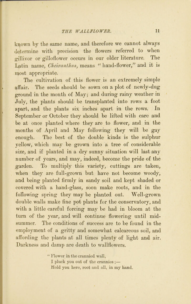 known by the same name, and therefore we cannot always determine with precision the flowers referred to when gillivor or gilloflower occurs in our older literature. The Latin name, Cheiranthus, means “ hand-flower,” and it is most appropriate. The cultivation of this flower is an extremely simple affair. The seeds should be sown on a plot of newly-dug ground in the month of May; and during rainy weather in July, the plants should be transplanted into rows a foot apart, and the plants six inches apart in the rows. In September or October they should be lifted with care and be at once planted where they are to flower, and in the months of April and May following they will be gay enough. The best of the double kinds is the sulphur yellow, which may be grown into a tree of considerable size, and if planted in a dry sunny situation will last any number of years, and may, indeed, become the pride of the garden. To multiply this variety, cuttings are taken, when they are full-grown but have not become woody, and being planted firmly in sandy soil and kept shaded or covered with a hand-glass, soon make roots, and in the following spring they may be planted out. Well-grown double walls make fine pot plants for the conservatory, and with a little careful forcing may be had in bloom at the turn of the year, and will continue flowering until mid- summer. The conditions of success are to be found in the employment of a gritty and somewhat calcareous soil, and affording the plants at all times plenty of light and air. Darkness and damp are death to wallflowers. “ Flower in the crannied wall, I pluck you out of the crannies ;— Hold you here, root and all, in my hand.