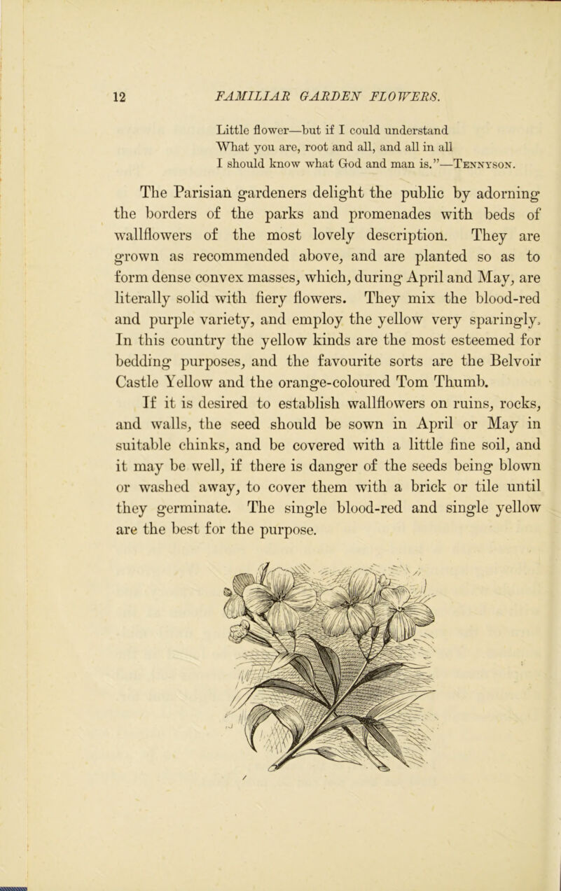 Little flower—but if I could understand What you are, root and all, and all in all I should know what God and man is.”—Tennyson. The Parisian gardeners delight the public by adorning the borders of the parks and promenades with beds of wallflowers of the most lovely description. They are grown as recommended above, and are planted so as to form dense convex masses, which, during April and May, are literally solid with fiery flowers. They mix the blood-red and purple variety, and employ the yellow very sparingly. In this country the yellow kinds are the most esteemed for bedding purposes, and the favourite sorts are the Belvoir Castle Yellow and the orange-coloured Tom Thumb. If it is desired to establish wallflowers on ruins, rocks, and walls, the seed should be sown in April or May in suitable chinks, and be covered with a little fine soil, and it may be well, if there is danger of the seeds being blown or washed away, to cover them with a brick or tile until they germinate. The single blood-red and single yellow are the best for the purpose. /