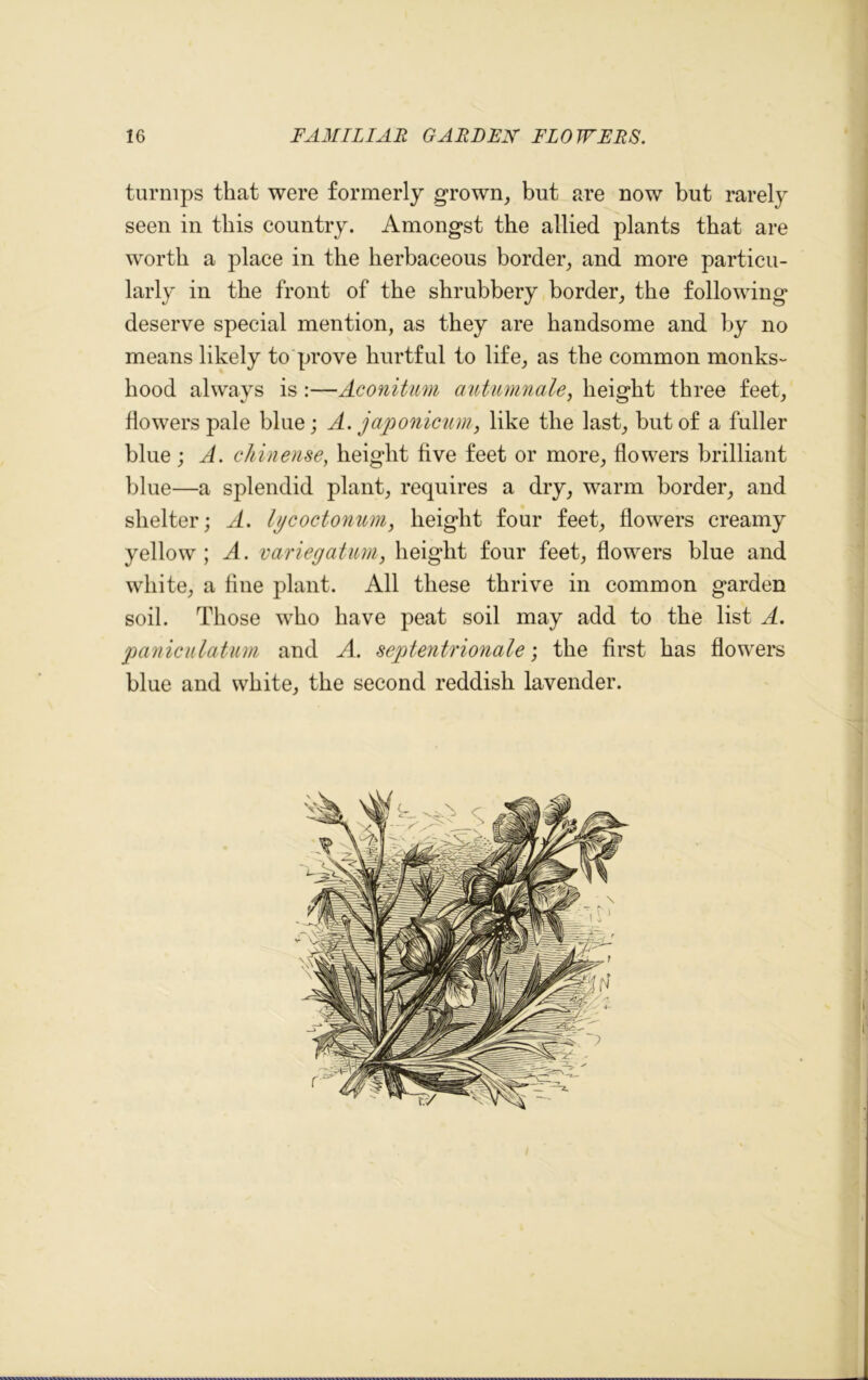 turnips that were formerly grown, but are now but rarely seen in this country. Amongst the allied plants that are worth a place in the herbaceous border, and more particu- larly in the front of the shrubbery border, the following deserve special mention, as they are handsome and by no means likely to prove hurtful to life, as the common monks- hood always is :—Aconitum autumnale, height three feet, flowers pale blue; A. japonicum, like the last, but of a fuller blue; A. chinense, height five feet or more, flowers brilliant blue—a splendid plant, requires a dry, warm border, and shelter; A. lycoctonum, height four feet, flowers creamy yellow; A. variegatum, height four feet, flowers blue and white, a fine plant. All these thrive in common garden soil. Those who have peat soil may add to the list A. paniculatum and A. septentrionale; the first has flowers blue and white, the second reddish lavender.