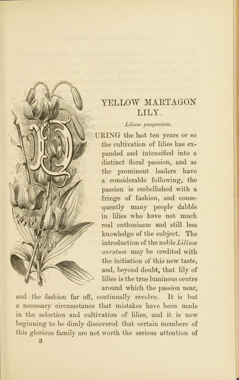 Lilium pomponium. URING the last ten years or so the cultivation of lilies has ex- panded and intensified into a distinct floral passion, and as the prominent leaders have a considerable following, the passion is embellished with a fringe of fashion, and conse- quently many people dabble in lilies who have not much real enthusiasm and still less knowledge of the subject. The introduction of the noble Lilium auratuvi may be credited with the initiation of this new taste, and, beyond doubt, that lily of lilies is the true luminous centre around which the passion near, and the fashion far off, continually revolve. It is but a necessary circumstance that mistakes have been made in the selection and cultivation of lilies, and it is now beginning to be dimly discovered that certain members of this glorious family are not worth the serious attention of YELLOW MARTAGON LILY. 3