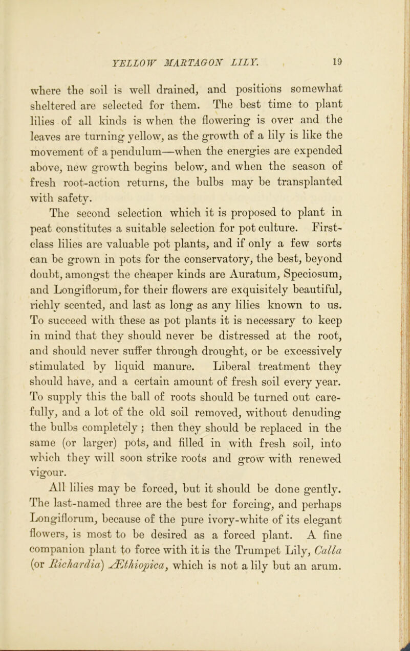 where the soil is well drained, and positions somewhat sheltered are selected for them. The best time to plant lilies of all kinds is when the flowering is over and the leaves are turning yellow, as the growth of a lily is like the movement of a pendulum—when the energies are expended above, new growth begins below, and when the season of fresh root-action returns, the bulbs may be transplanted with safety. The second selection which it is proposed to plant in peat constitutes a suitable selection for pot culture. First- class lilies are valuable pot plants, and if only a few sorts can be grown in pots for the conservatory, the best, beyond doubt, amongst the cheaper kinds are Auratum, Speciosum, and Longiflorum, for their flowers are exquisitely beautiful, richly scented, and last as long as any lilies known to us. To succeed with these as pot plants it is necessary to keep in mind that they should never be distressed at the root, and should never suffer through drought, or be excessively stimulated by liquid manure. Liberal treatment they should have, and a certain amount of fresh soil every year. To supply this the ball of roots should be turned out care- fully, and a lot of the old soil removed, without denuding the bulbs completely; then they should be replaced in the same (or larger) pots, and filled in with fresh soil, into which they will soon strike roots and grow with renewed vigour. All lilies may be forced, but it should be done gently. The last-named three are the best for forcing, and perhaps Longiflorum, because of the pure ivory-white of its elegant flowers, is most to be desired as a forced plant. A fine companion plant to force with it is the Trumpet Lily, Calla (or Richardia) EEthiopica, which is not a lily but an arum.