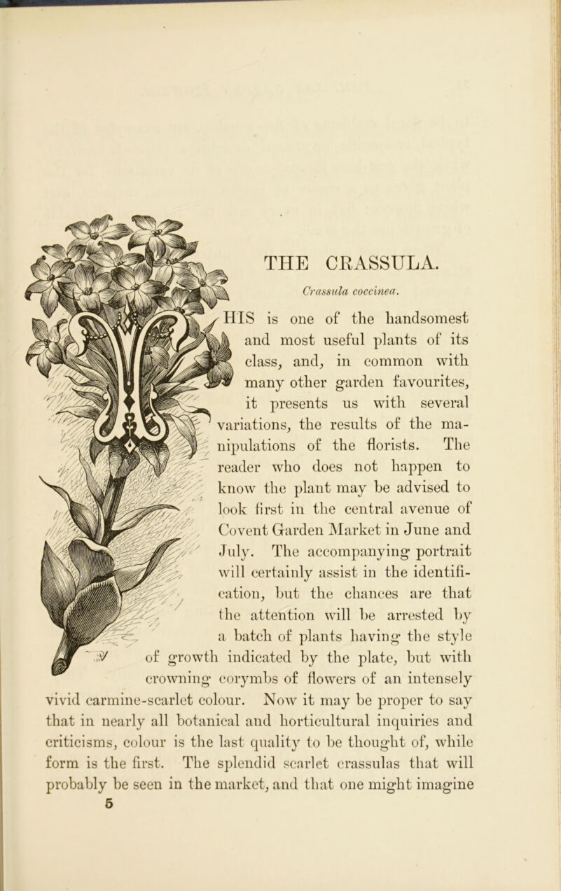 THE CEASSULA. Crassula coccinea. HIS is one of the handsomest and most useful plants of its class, and, in common with many other garden favourites, it presents us with several variations, the results of the ma- nipulations of the florists. The reader who does not happen to know the plant may be advised to look first in the central avenue of Covent Garden Market in June and July. The accompanying portrait will certainly assist in the identifi- cation, but the chances are that the attention will be arrested by a batch of plants having the style of growth indicated by the plate, but with crowning corymbs of flowers of an intensely vivid carmine-scarlet colour. Now it may be proper to say that in nearly all botanical and horticultural inquiries and criticisms, colour is the last quality to be thought of, while form is the first. The splendid scarlet crassulas that will probably be seen in the market, and that one might imagine 5