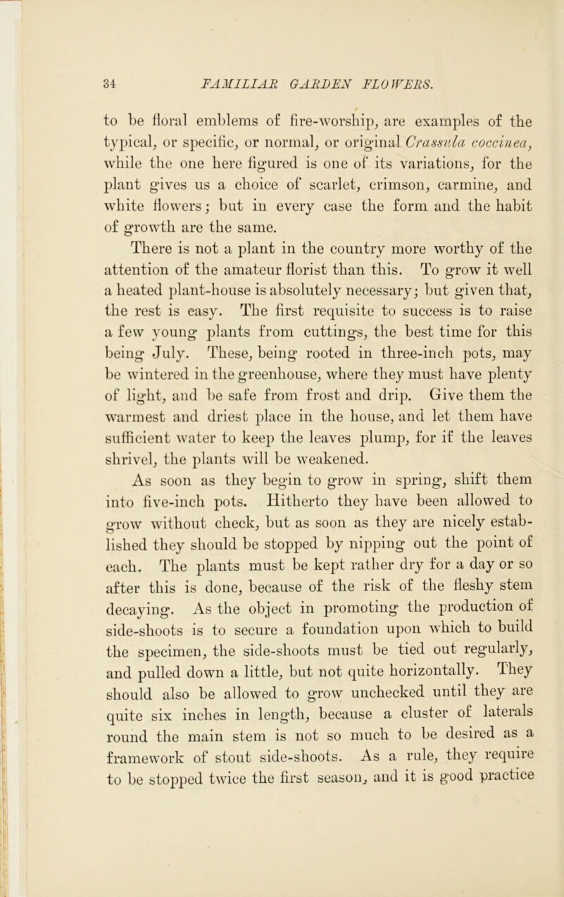 to be floral emblems of fire-worship, are examples of the typical, or specific, or normal, or original Crassula coccinea, while the one here figured is one of its variations, for the plant gives us a choice of scarlet, crimson, carmine, and white flowers; but in every case the form and the habit of growth are the same. There is not a plant in the country more worthy of the attention of the amateur florist than this. To grow it well a heated plant-house is absolutely necessary; but given that, the rest is easy. The first requisite to success is to raise a few young plants from cuttings, the best time for this being July. These, being rooted in three-inch pots, may be wintered in the greenhouse, where they must have plenty of light, and be safe from frost and drip. Give them the warmest and driest place in the house, and let them have sufficient water to keep the leaves plump, for if the leaves shrivel, the plants will be weakened. As soon as they begin to grow in spring, shift them into five-inch pots. Hitherto they have been allowed to grow without check, but as soon as they are nicely estab- lished they should be stopped by nipping out the point of each. The plants must be kept rather dry for a day or so after this is done, because of the risk of the fleshy stem decaying. As the object in promoting the production of side-shoots is to secure a foundation upon which to build the specimen, the side-shoots must be tied out regularly, and pulled down a little, but not quite horizontally. They should also be allowed to grow unchecked until they are quite six inches in length, because a cluster of laterals round the main stem is not so much to be desired as a framework of stout side-shoots. As a rule, they require to be stopped twice the first season, and it is good practice