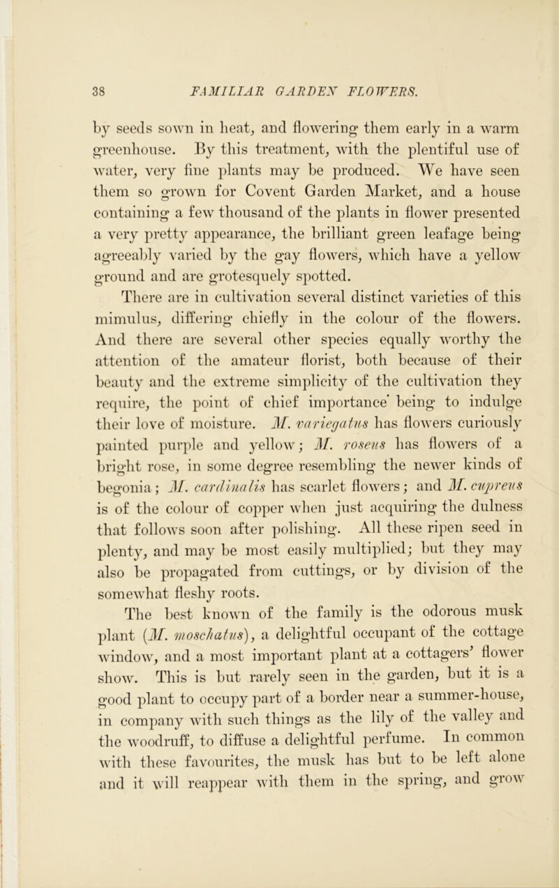 by seeds sown in heat, and flowering them early in a warm greenhouse. By this treatment, with the plentiful use of water, very fine plants may be produced. We have seen them so grown for Co vent Garden Market, and a house containing a few thousand of the plants in flower presented a very pretty appearance, the brilliant green leafage being agreeably varied by the gay flowers, which have a yellow ground and are grotesquely spotted. There are in cultivation several distinct varieties of this mimulus, differing chiefly in the colour of the flowers. And there are several other species equally worthy the attention of the amateur florist, both because of their beauty and the extreme simplicity of the cultivation they require, the point of chief importance* being to indulge their love of moisture. M. variegatus has flowers curiously painted purple and yellow; M. roseus has flowers of a bright rose, in some degree resembling the newer kinds of begonia ; M. cardinalis has scarlet flowers; and M.cujoreus is of the colour of copper when just acquiring the dulness that follows soon after polishing. All these ripen seed in plenty, and may be most easily multiplied; but they may also be propagated from cuttings, or by division of the somewhat fleshy roots. The best known of the family is the odorous musk plant (M. moschatus), a delightful occupant of the cottage window, and a most important plant at a cottagers flower show. This is but rarely seen in the garden, but it is a good plant to occupy part of a border near a summer-house, in company with such things as the lily of the valley and the woodruff, to diffuse a delightful perfume. In common with these favourites, the musk has but to be left alone and it will reappear with them in the spring, and grow