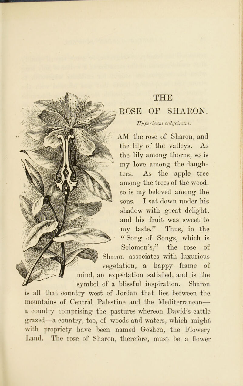 THE ROSE OF SHARON. Hypericum colycinum. AM the rose of Sharon, and the lily of the valleys. As the lily among thorns, so is my love among the daugh- ters. As the apple tree among the trees of the wood, so is my beloved among the sons. I sat down under his shadow with great delight, and his fruit was sweet to my taste/'’ Thus, in the “ Song of Songs, which is Solomon's, the rose of Sharon associates with luxurious vegetation, a happy frame of mind, an expectation satisfied, and is the symbol of a blissful inspiration. Sharon is all that country west of Jordan that lies between the mountains of Central Palestine and the Mediterranean— a country comprising the pastures whereon David's cattle grazed—a country, too, of woods and waters, which might with propriety have been named Goshen, the Flowery Land. The rose of Sharon, therefore, must be a flower