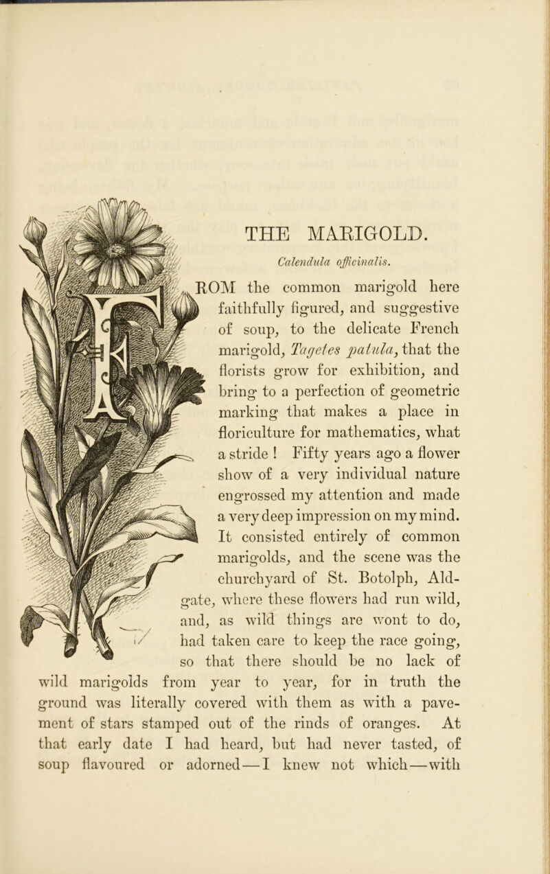 THE MARIGOLD. Calendula officinalis. ROM the common marigold here faithfully figured, and suggestive of soup, to the delicate French marigold, Tagctes paiula, that the florists grow for exhibition, and bring to a perfection of geometric marking that makes a place in floriculture for mathematics, what a stride ! Fifty years ago a flower show of a very individual nature engrossed my attention and made a very deep impression on my mind. It consisted entirely of common marigolds, and the scene was the churchyard of St. Botolph, Aid- gate, where these flowers had run wild, and, as wild things are wont to do, had taken care to keep the race going, so that there should he no lack of wild marigolds from year to year, for in truth the ground was literally covered with them as with a pave- ment of stars stamped out of the rinds of oranges. At that early date I had heard, but had never tasted, of soup flavoured or adorned — I knew not which—with