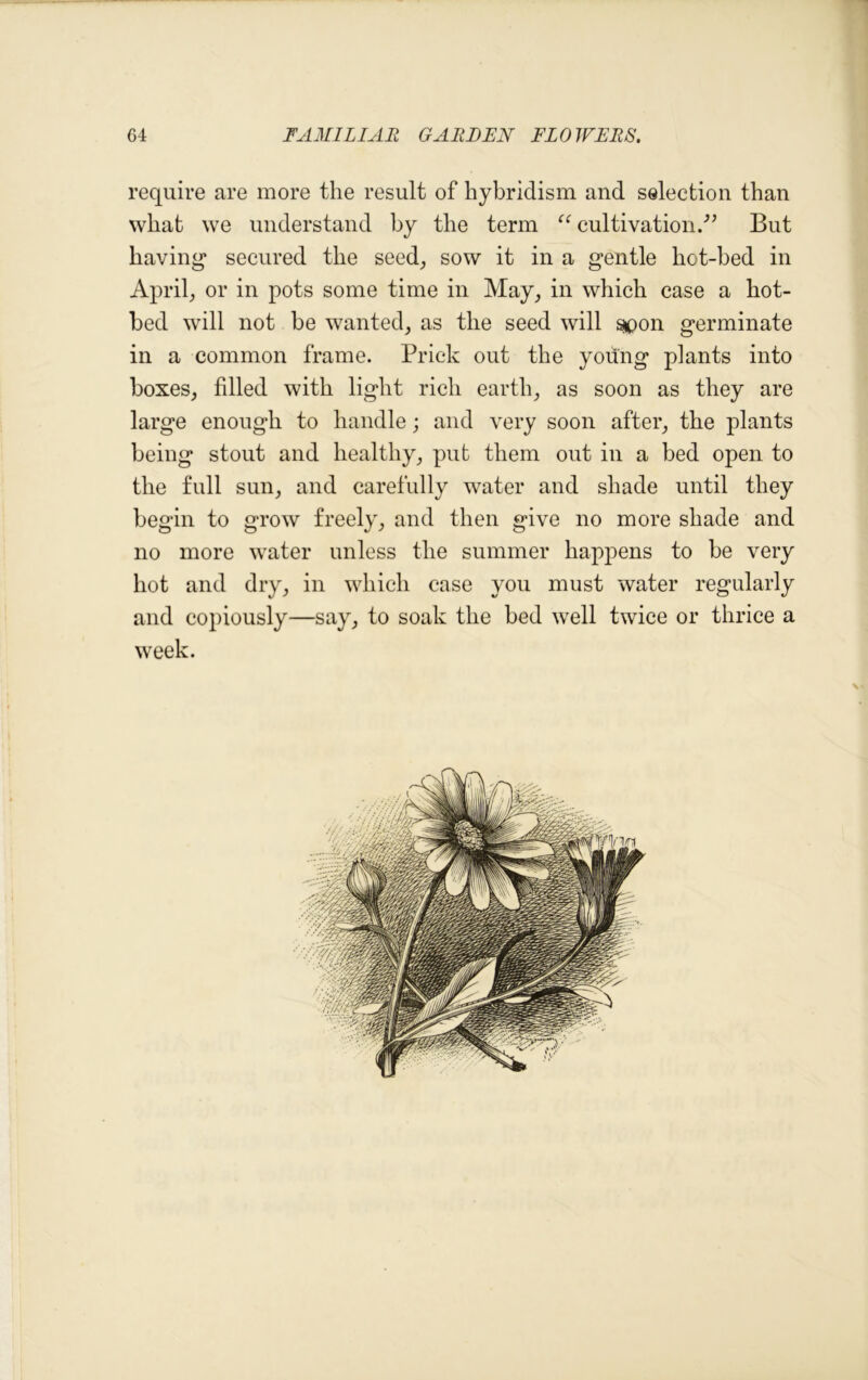 require are more the result of hybridism and selection than what we understand by the term “ cultivation.-” But having* secured the seed, sow it in a gentle hot-bed in April, or in pots some time in May, in which case a hot- bed will not be wanted, as the seed will spon germinate in a common frame. Prick out the young plants into boxes, filled with light rich earth, as soon as they are large enough to handle; and very soon after, the plants being stout and healthy, put them out in a bed open to the full sun, and carefully water and shade until they begin to grow freely, and then give no more shade and no more water unless the summer happens to be very hot and dry, in which case you must water regularly and copiously—say, to soak the bed well twice or thrice a week.