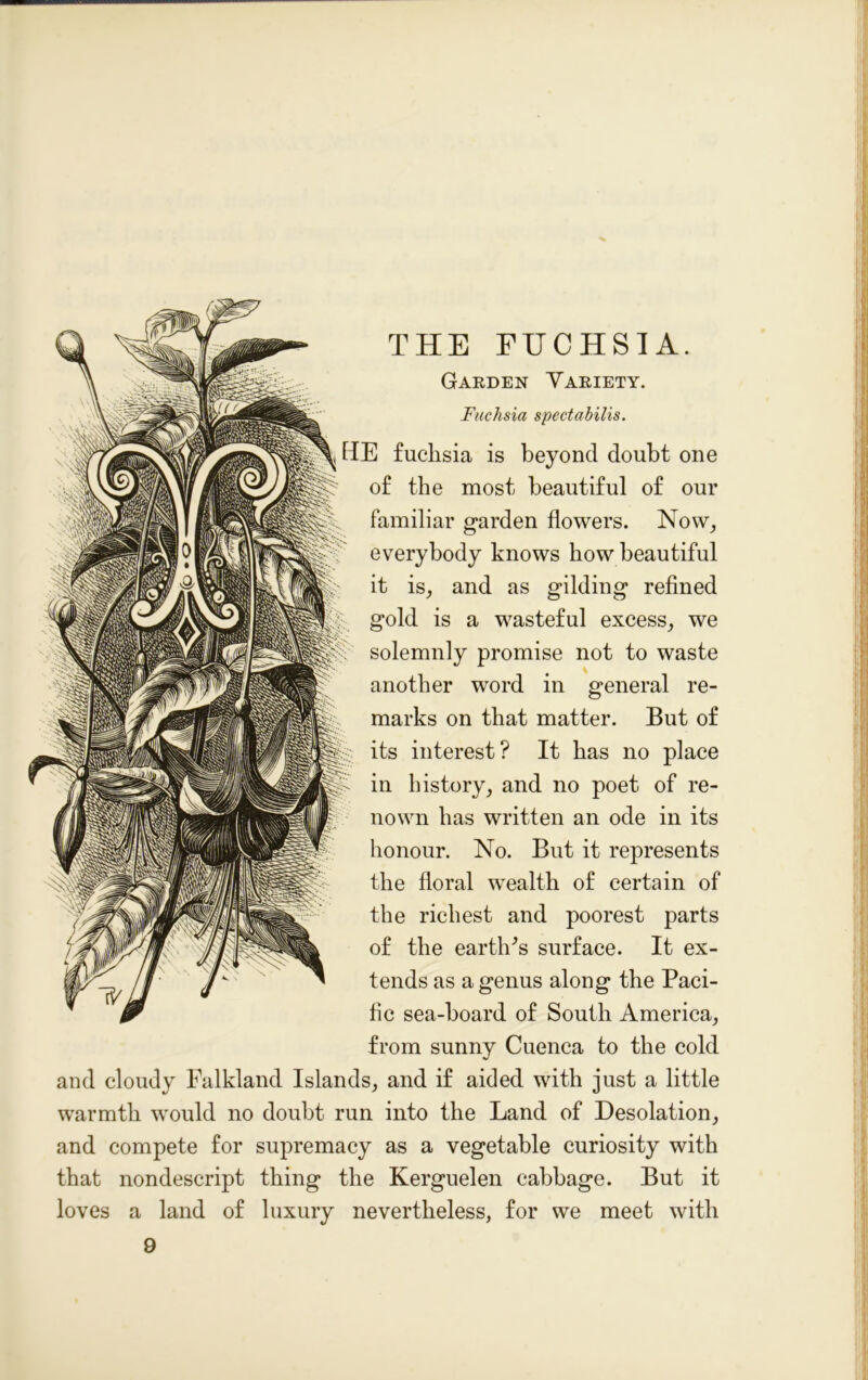 THE FUCHSIA. Garden Variety. Fuchsia spectabilis. [IE fuchsia is beyond doubt one of the most beautiful of our familiar garden flowers. Now, everybody knows bow beautiful it is, and as gilding refined gold is a wasteful excess, we solemnly promise not to waste another word in general re- marks on that matter. But of its interest? It has no place in history, and no poet of re- nown has written an ode in its honour. No. But it represents the floral wealth of certain of the richest and poorest parts of the earth's surface. It ex- tends as a genus along the Paci- fic sea-hoard of South America, from sunny Cuenca to the cold and cloudy Falkland Islands, and if aided with just a little warmth would no doubt run into the Land of Desolation, and compete for supremacy as a vegetable curiosity with that nondescript thing the Kerguelen cabbage. But it loves a land of luxury nevertheless, for we meet with 9