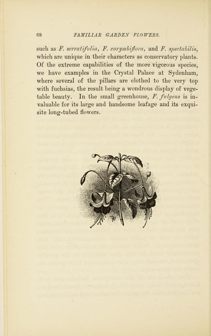 such as F. serratifolia, F. corymbiftora, and F. spectabilis, which are unique in their characters as conservatory plants. Of the extreme capabilities of the more vigorous species, we have examples in the Crystal Palace at Sydenham, where several of the pillars are clothed to the very top with fuchsias, the result being a wondrous display of vege- table beauty. In the small greenhouse, F. fulgens is in- valuable for its large and handsome leafage and its exqui- site long-tubed flowers.