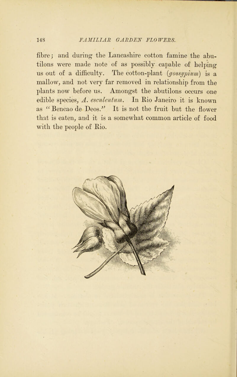 fibre; and during the Lancashire cotton famine the abu- tilons were made note of as possibly capable of helping us out of a difficulty. The cotton-plant (<gossgpium) is a mallow, and not very far removed in relationship from the plants now before us. Amongst the abutilons occurs one edible species, A. esculentum. In Rio Janeiro it is known as “ Bencao de Deos/'’ It is not the fruit but the flower that is eaten, and it is a somewhat common article of food with the people of Rio.