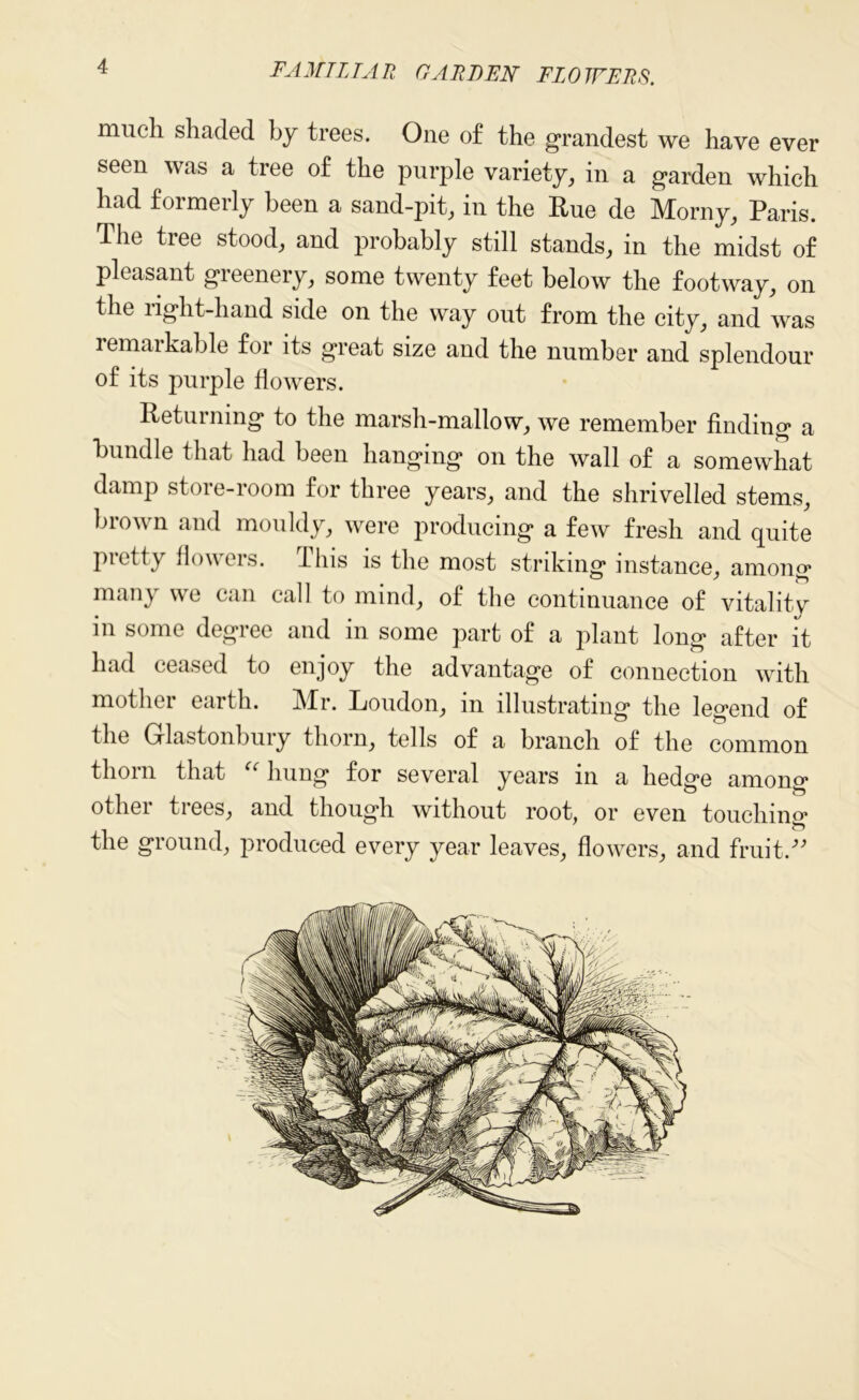 much shaded by trees. One of the grandest we have ever seen was a tree of the purple variety, in a garden which had formerly been a sand-pit, in the Rue de Morny, Paris. The tree stood, and probably still stands, in the midst of pleasant greenery, some twenty feet below the footway, on the right-hand side on the way out from the city, and was remarkable for its great size and the number and splendour of its purple flowers. Returning to the marsh-mallow, we remember finding a bundle that had been hanging on the wall of a somewhat damp store-room for three years, and the shrivelled stems, brown and mouldy, were producing a few fresh and quite Pietty floweis. fins is the most striking instance, among many we can call to mind, of the continuance of vitality s e dert 1 ee and in some part of a plant long after it had ceased to enjoy the advantage of connection with mother earth. Mr. Loudon, in illustrating the legend of the Glastonbury thorn, tells of a branch of the common thorn that “ hung for several years in a hedge among other trees, and though without root, or even touching* the ground, produced every year leaves, flowers, and fruit.3i