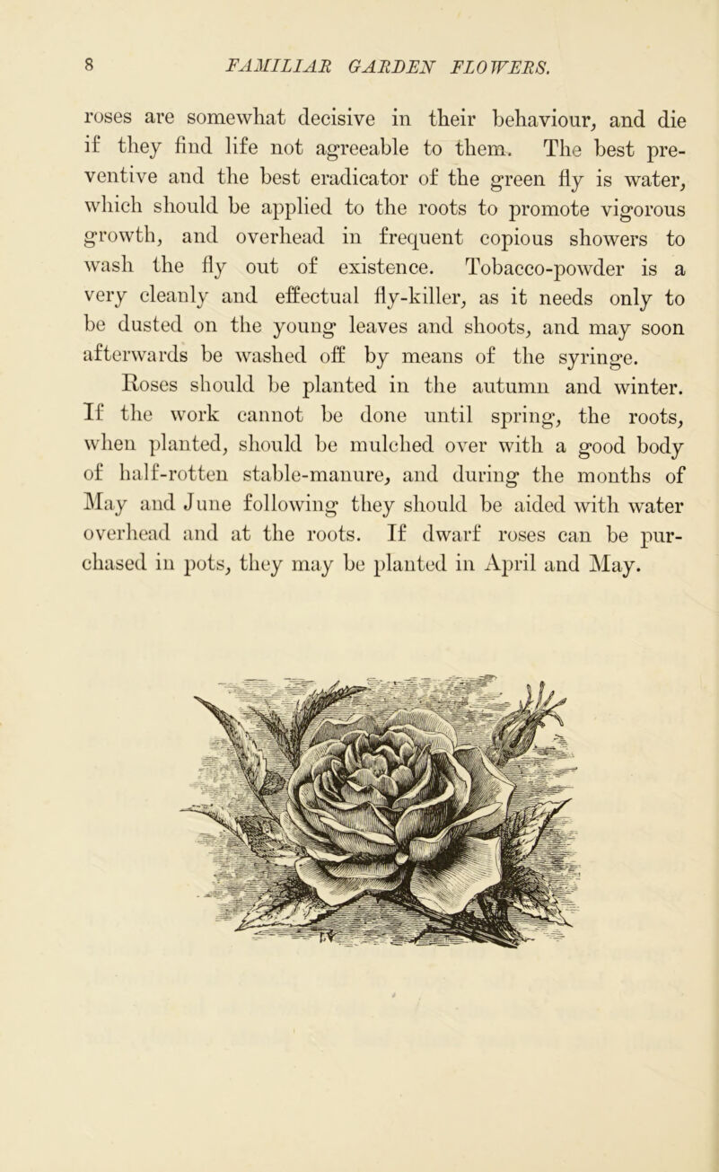 roses are somewhat decisive in their behaviour, and die if they find life not agreeable to them. The best pre- ventive and the best eradicator of the green fly is water, which should be applied to the roots to promote vigorous growth, and overhead in frequent copious showers to wash the fly out of existence. Tobacco-powder is a very cleanly and effectual fly-killer, as it needs only to be dusted on the young leaves and shoots, and may soon afterwards be washed off by means of the syringe. Roses should be planted in the autumn and winter. If the work cannot be done until spring, the roots, when planted, should be mulched over with a good body of half-rotten stable-manure, and during the months of May and June following they should be aided with water overhead and at the roots. If dwarf roses can be pur- chased in pots, they may be planted in April and May.